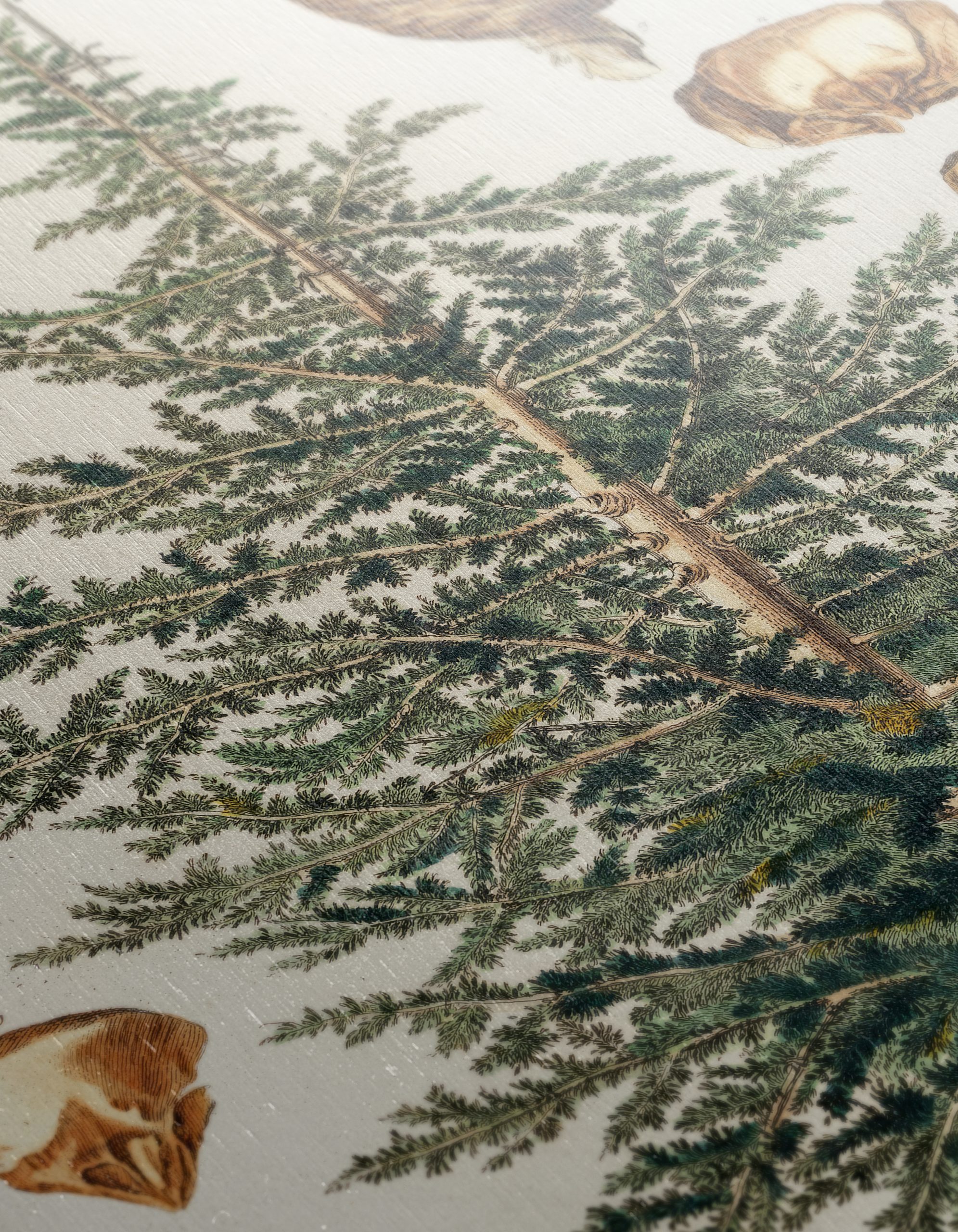 Detailed Botanical Illustration of a Cedar Tree - Image 12