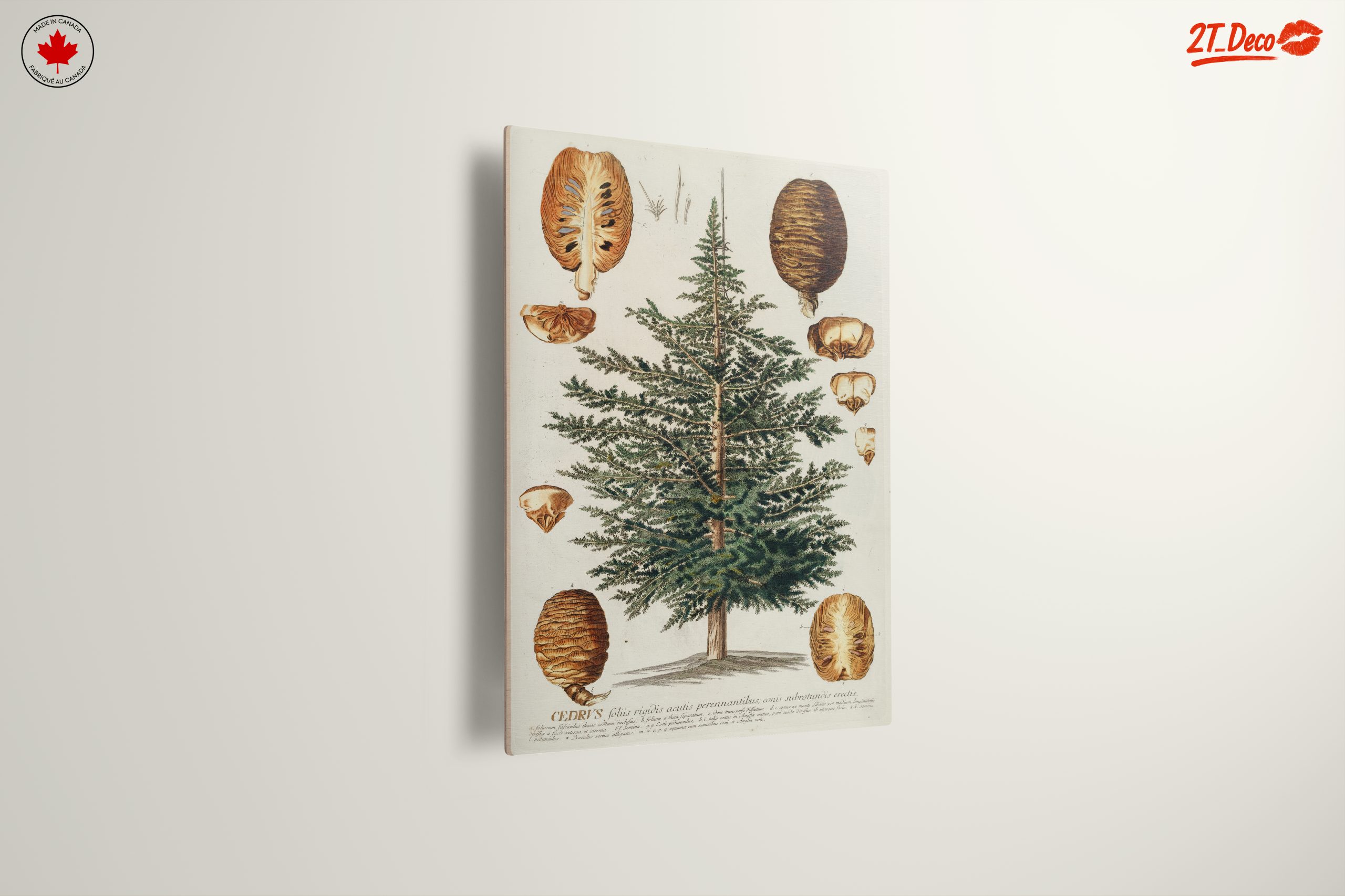 Detailed Botanical Illustration of a Cedar Tree - Image 13