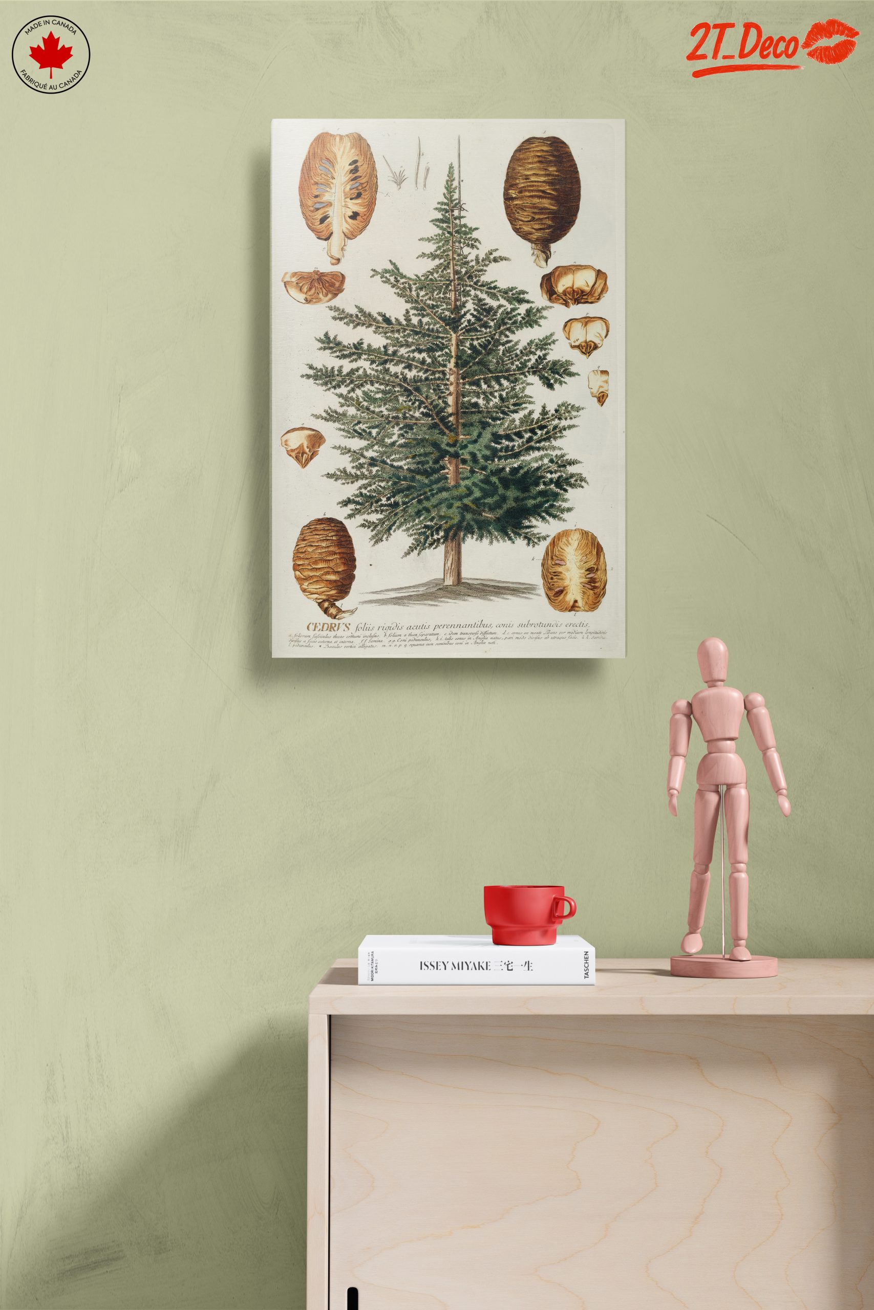 Detailed Botanical Illustration of a Cedar Tree - Image 14