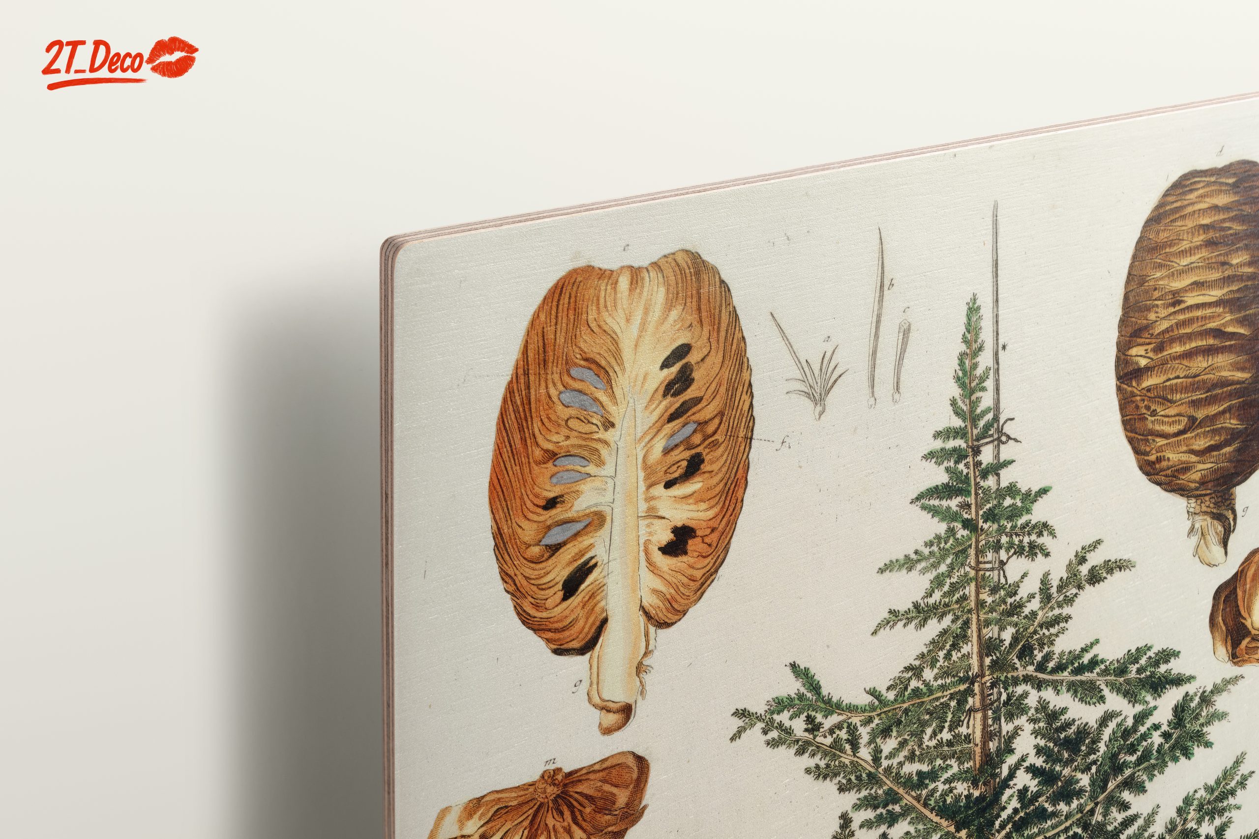 Detailed Botanical Illustration of a Cedar Tree - Image 15
