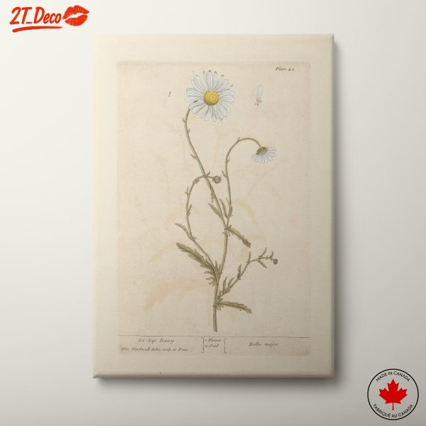 Beautiful Botanical Illustration of a Daisy