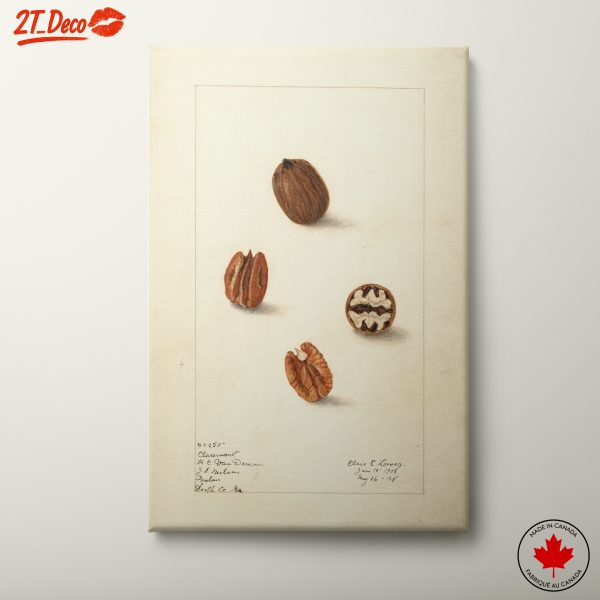 Realistic Botanical Nut Illustrations