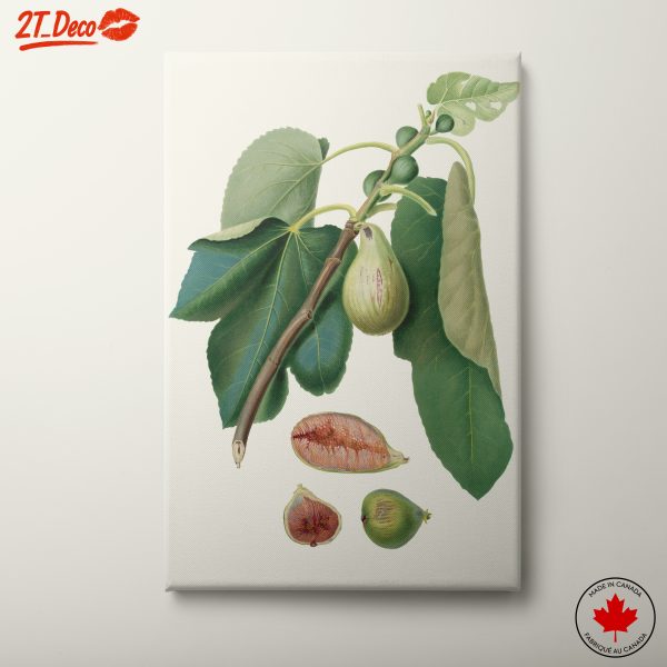 Fig Tree Botanical Artwork