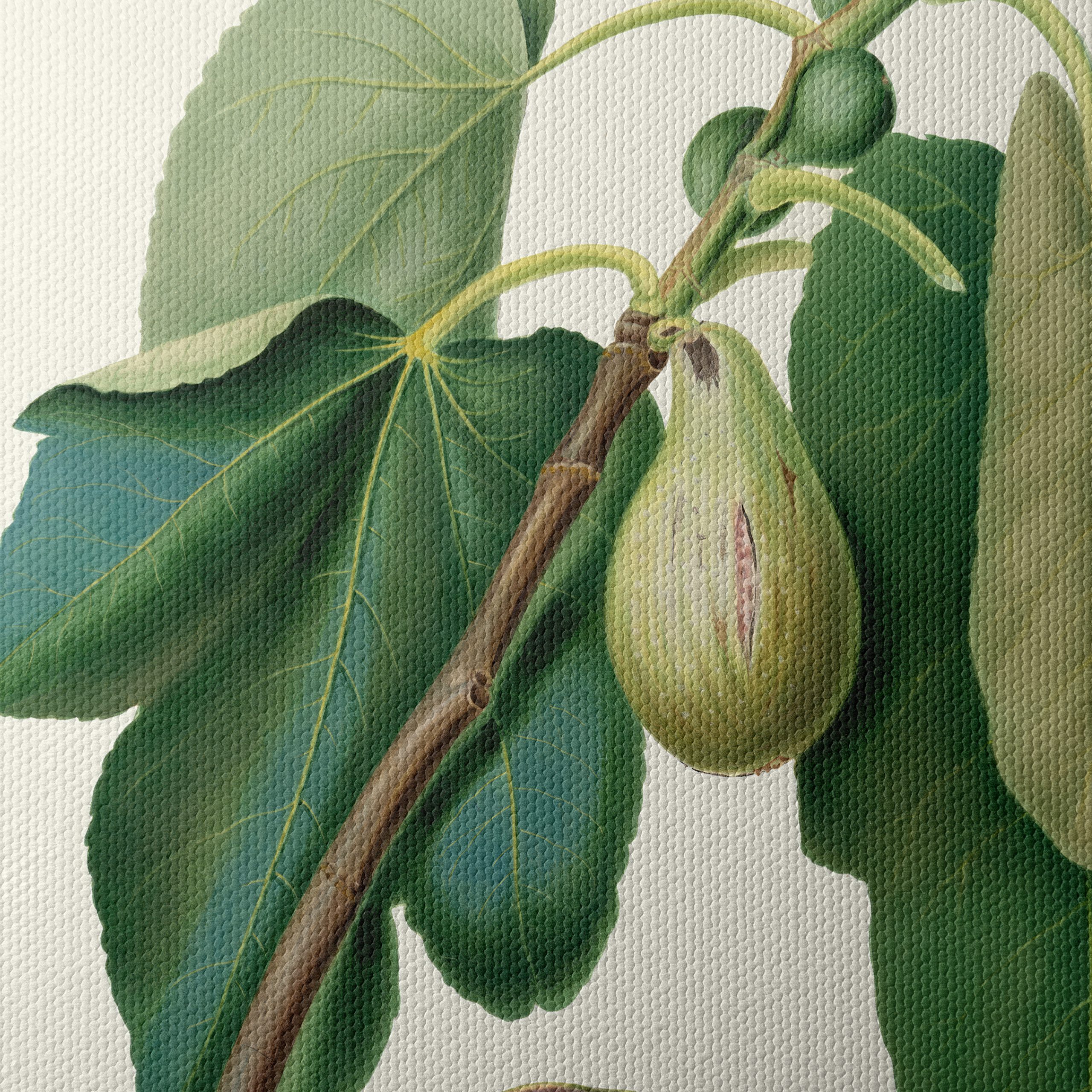 Fig Tree Botanical Artwork - Image 4