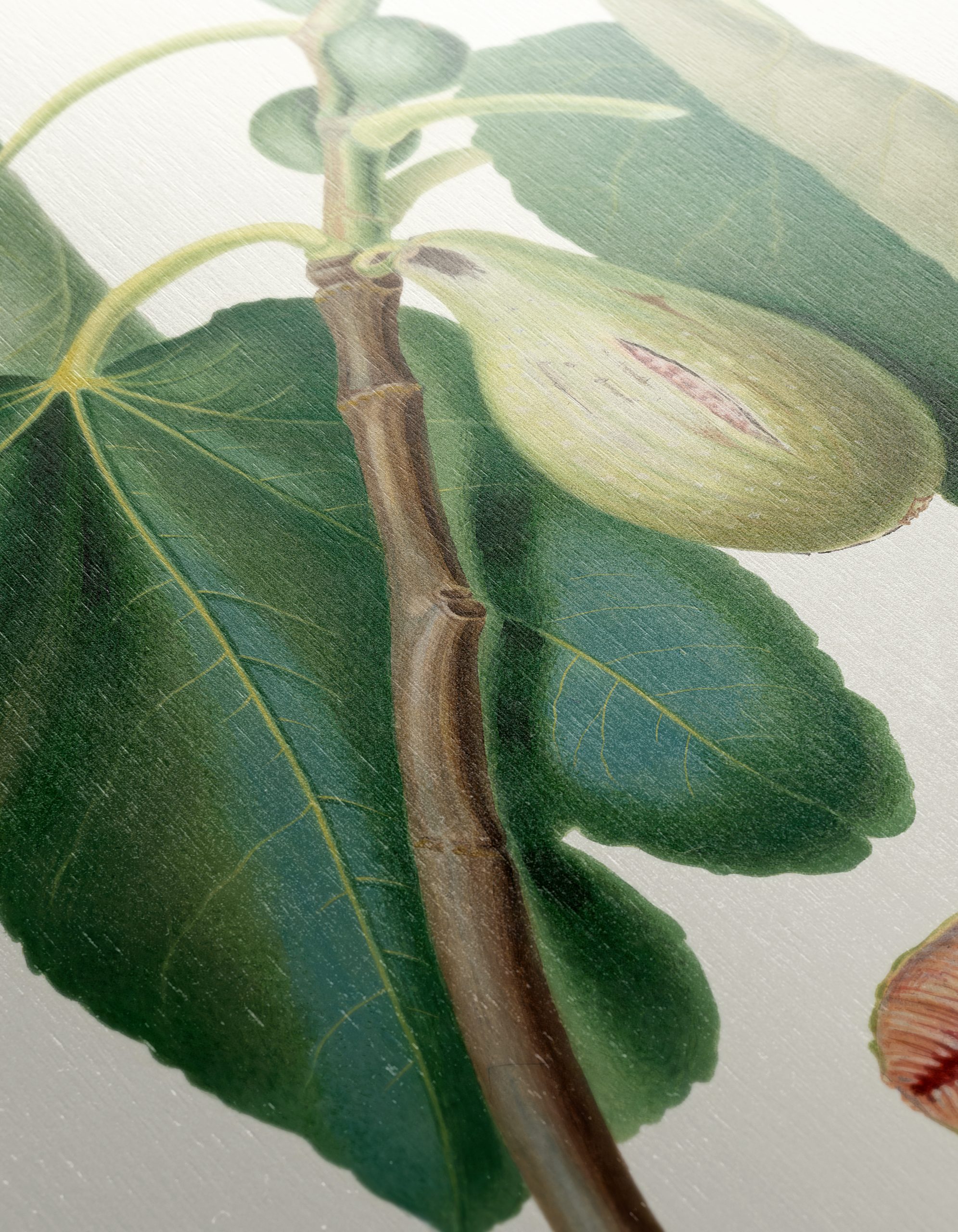Fig Tree Botanical Artwork - Image 12