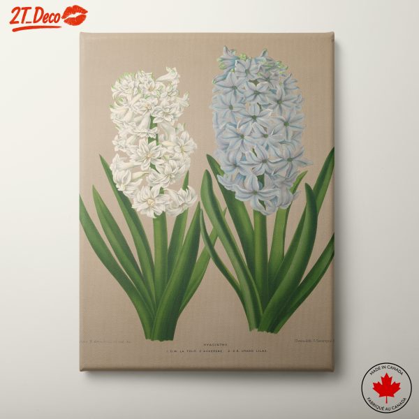 Elegant Hyacinth Botanical Art