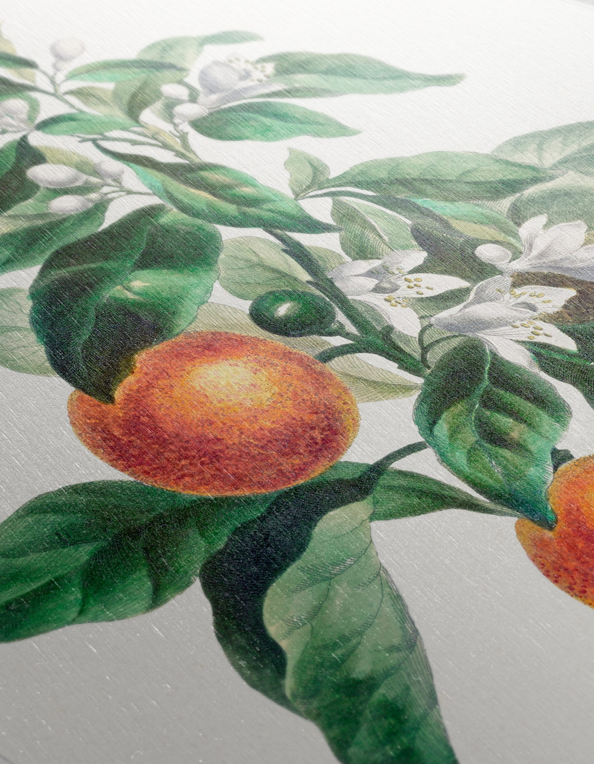 Botanical Art of Orange Tree with Blossoms - Image 12