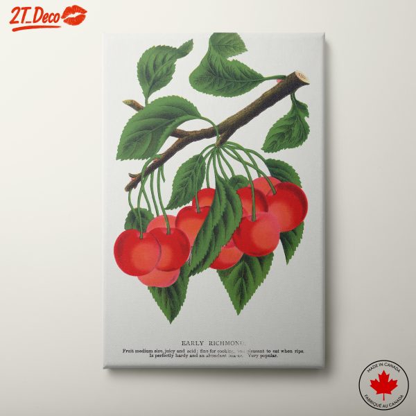 Early Richmond Cherries Botanical Art