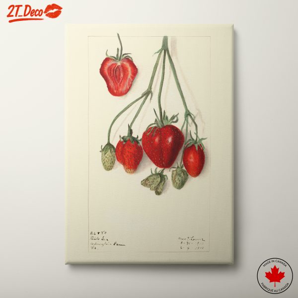 Stylized Strawberry Composition