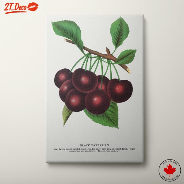 Black Tartarian Cherry Botanical Illustration