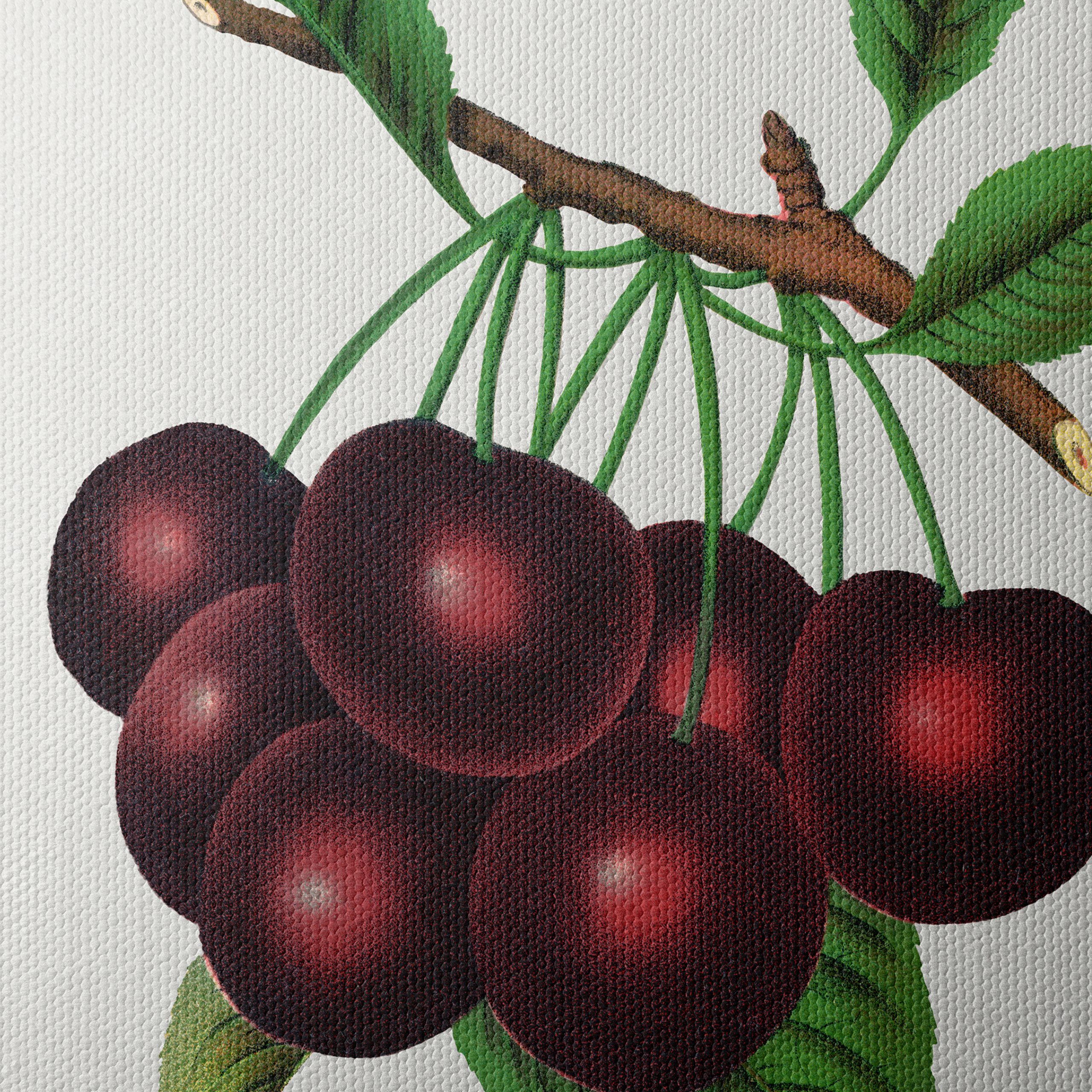 Black Tartarian Cherry Botanical Illustration - Image 4