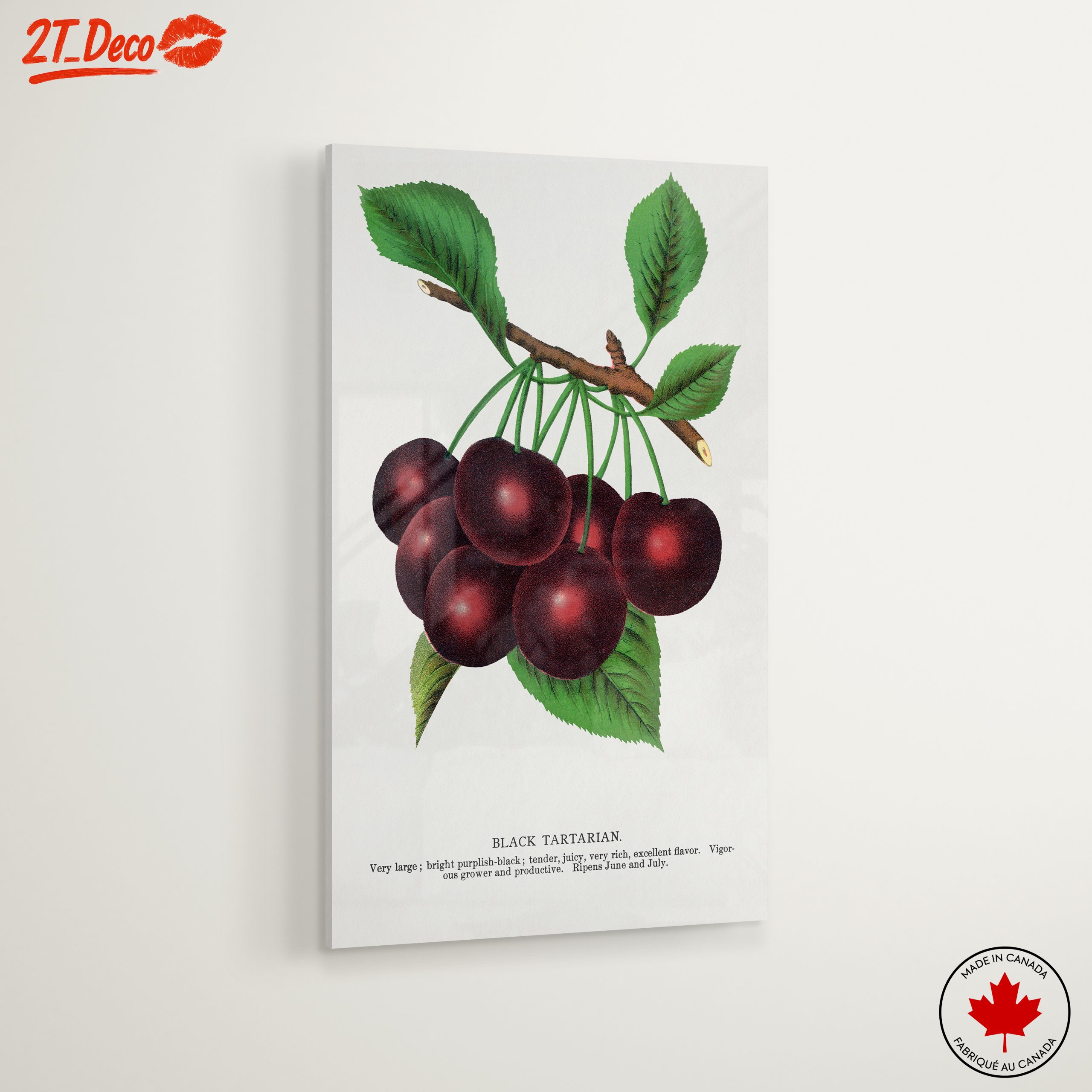 Black Tartarian Cherry Botanical Illustration - Image 6