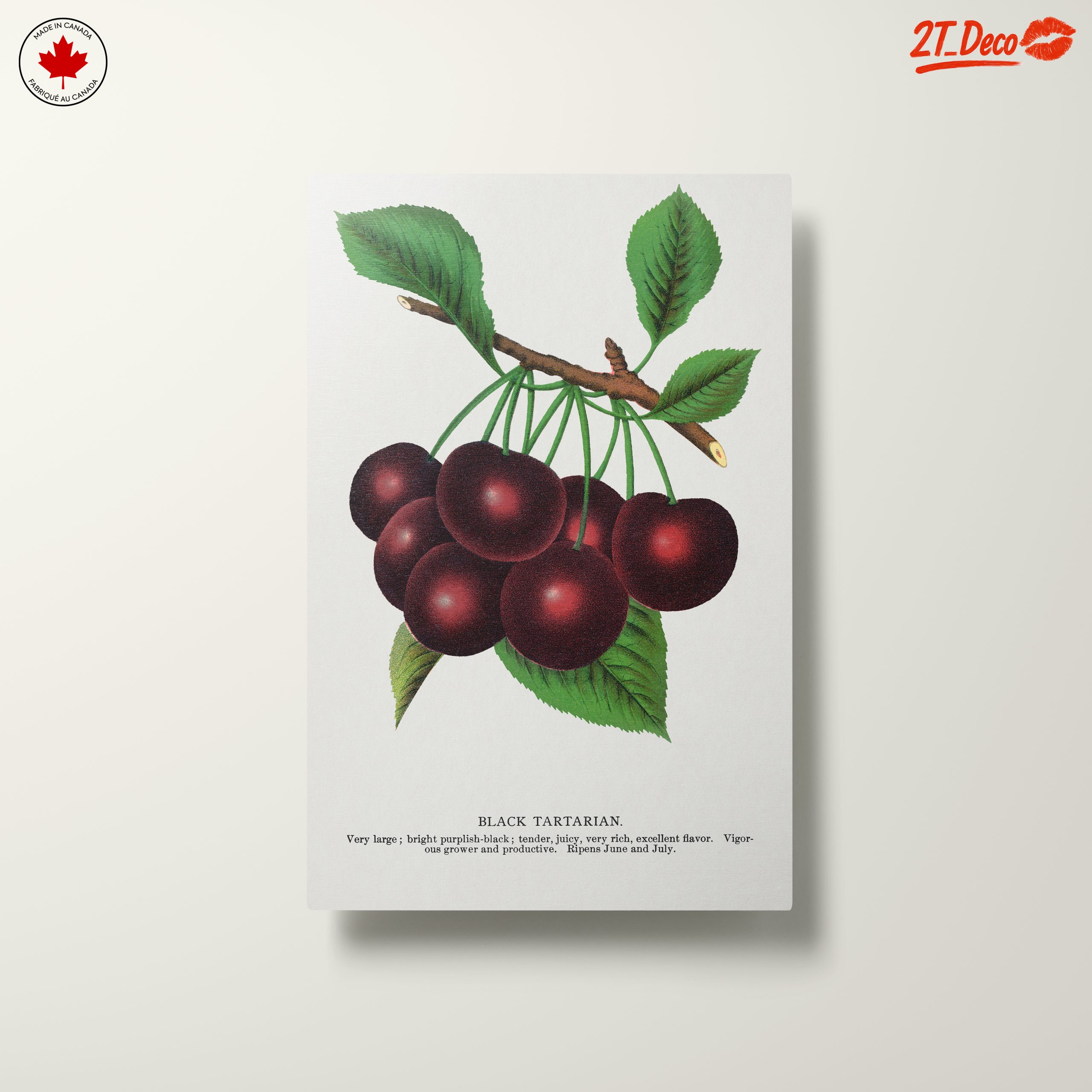 Black Tartarian Cherry Botanical Illustration - Image 10