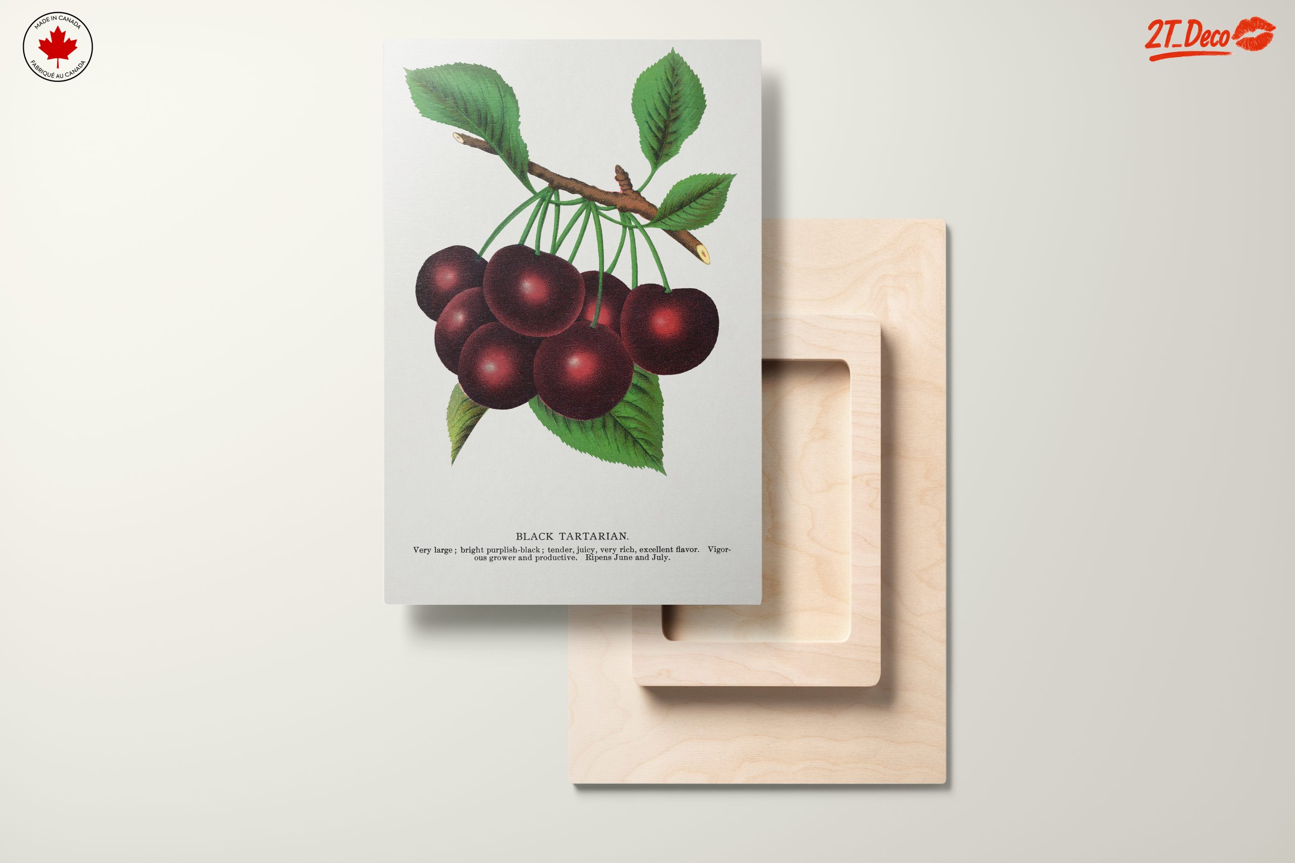Black Tartarian Cherry Botanical Illustration - Image 11