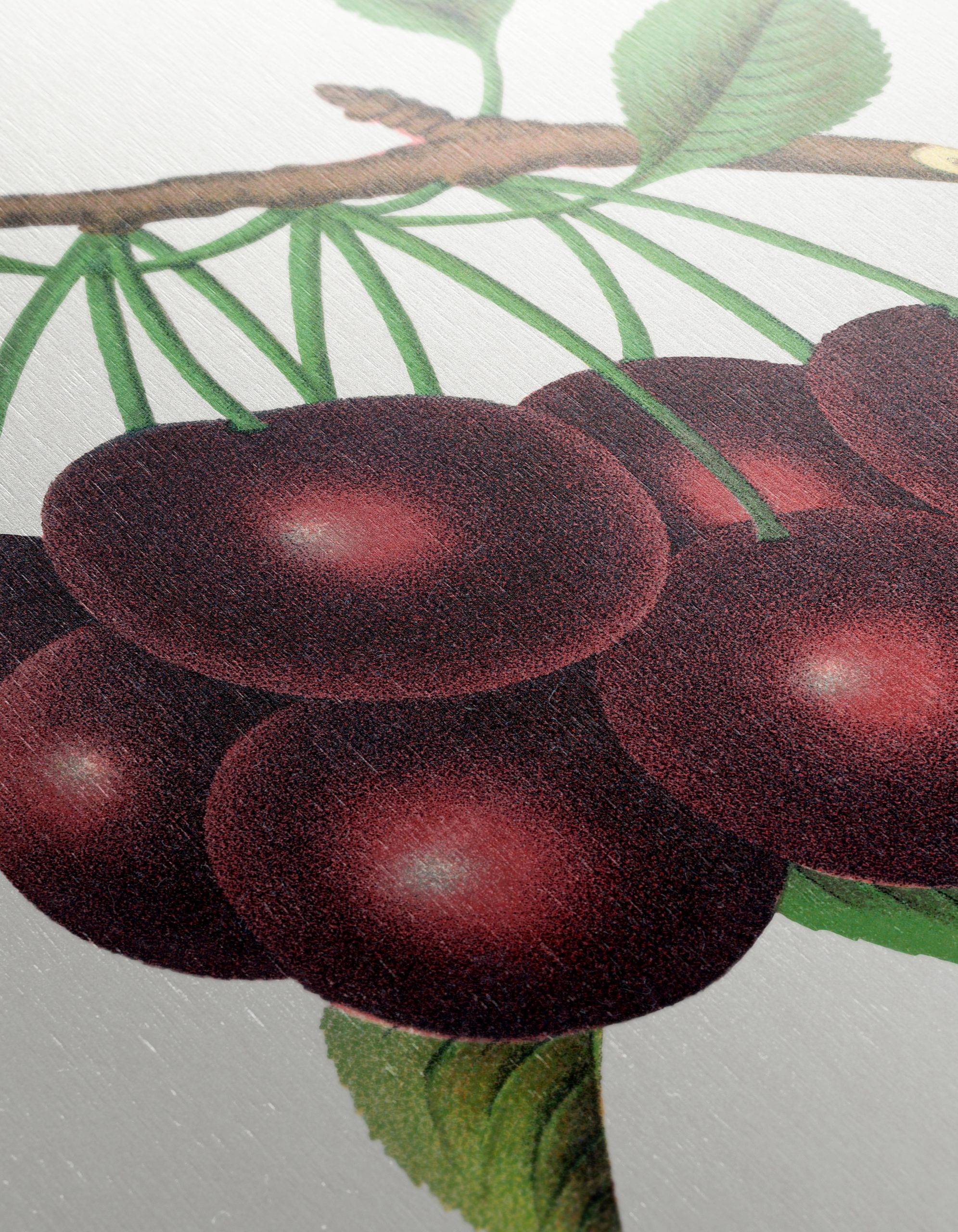 Black Tartarian Cherry Botanical Illustration - Image 12