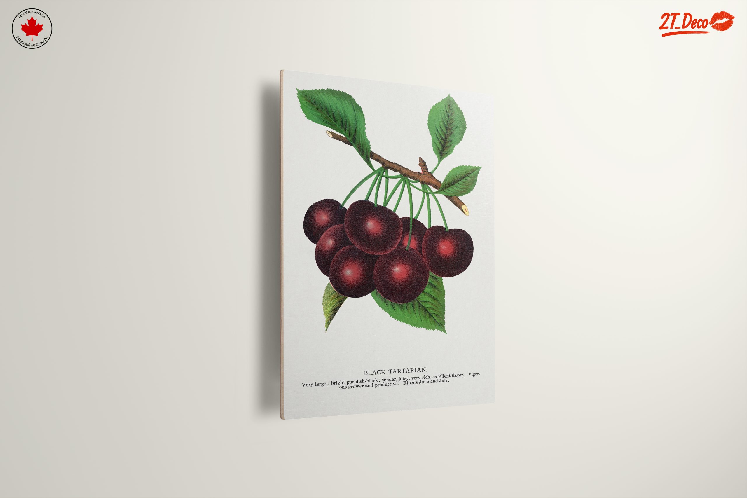 Black Tartarian Cherry Botanical Illustration - Image 13