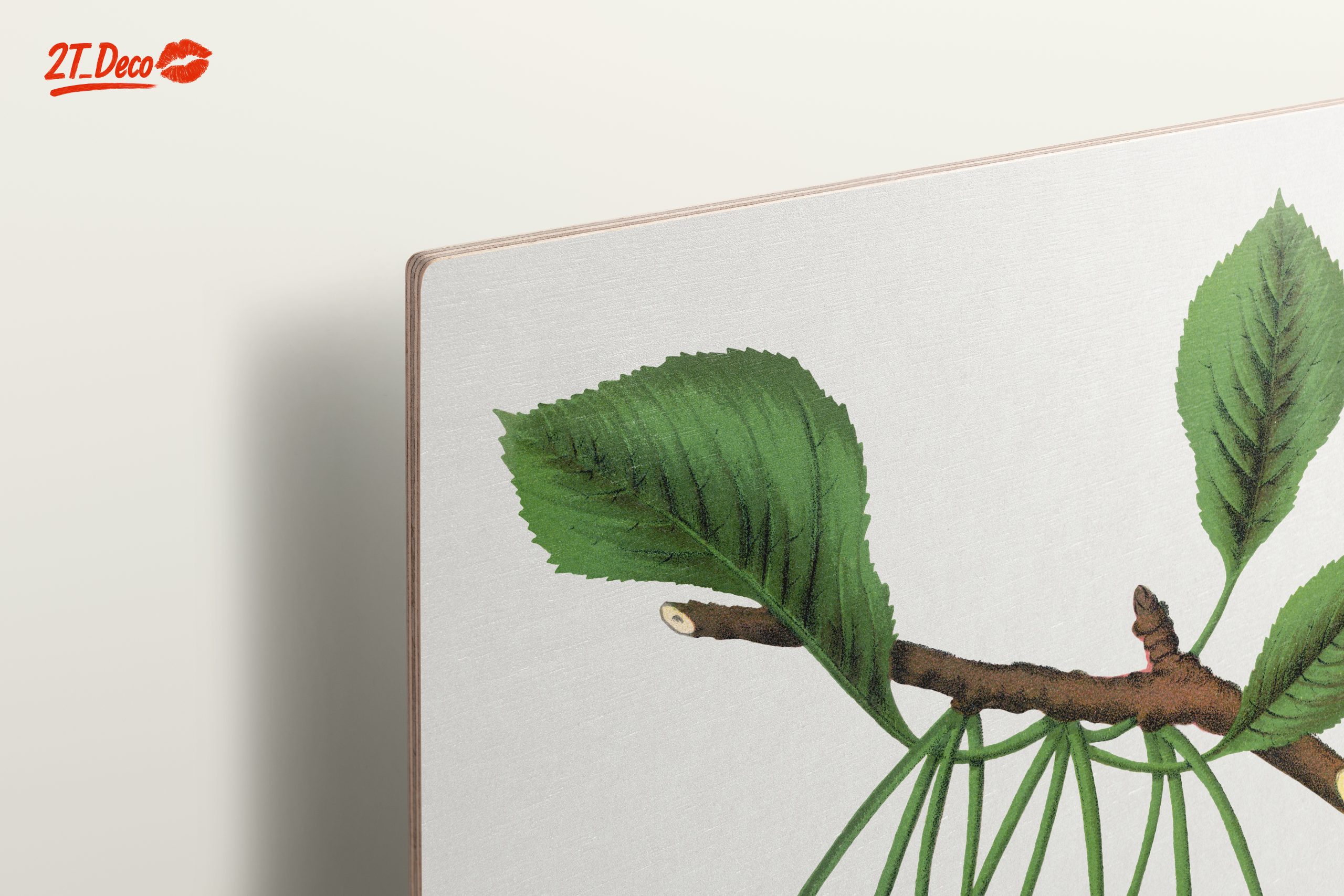 Black Tartarian Cherry Botanical Illustration - Image 15