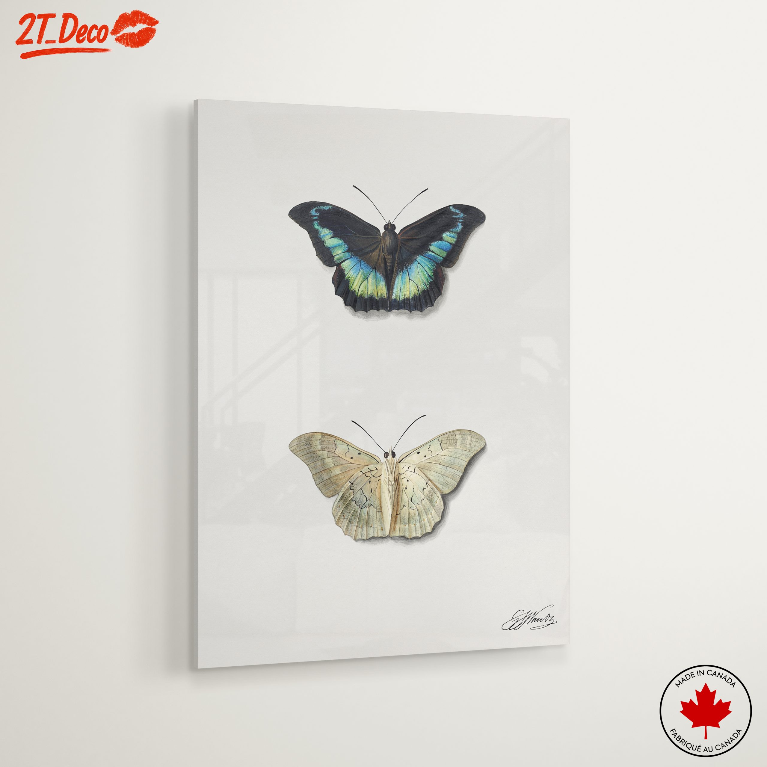 Realistic Butterfly Illustrations in Elegant Display - Image 6