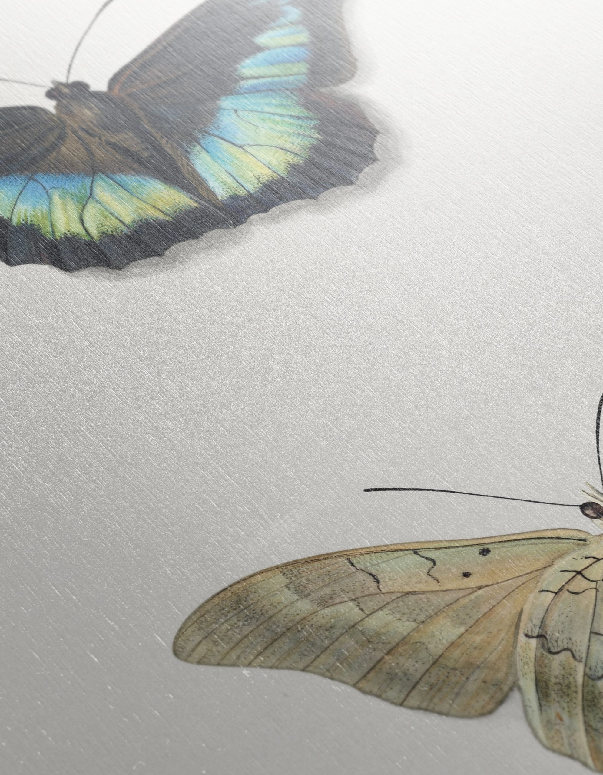 Realistic Butterfly Illustrations in Elegant Display - Image 12