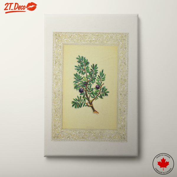 Botanical Illustration of Cyprus Plant