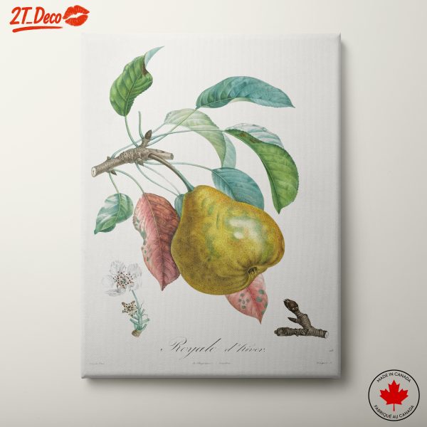 Detailed Botanical Artwork of a Pear