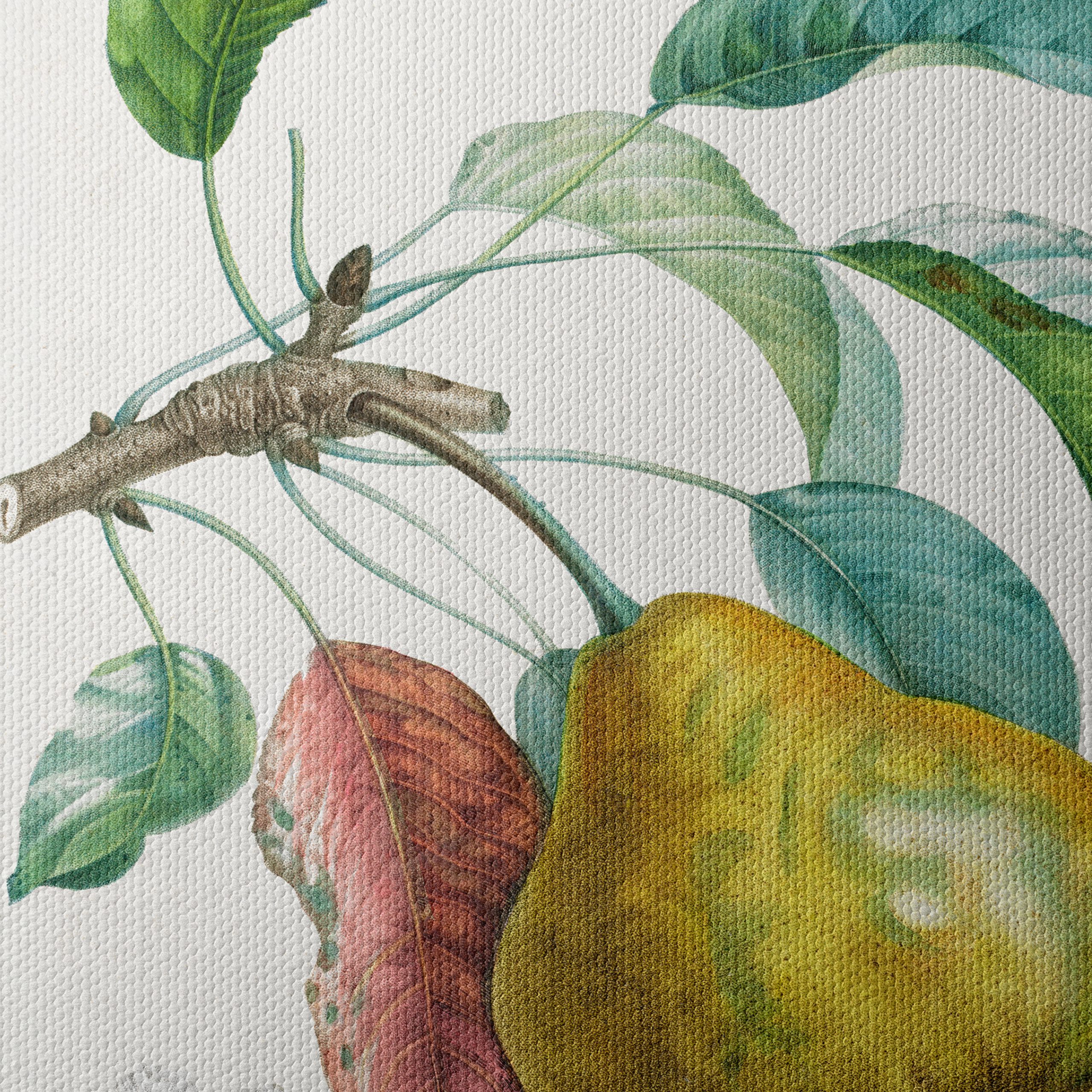 Detailed Botanical Artwork of a Pear - Image 4