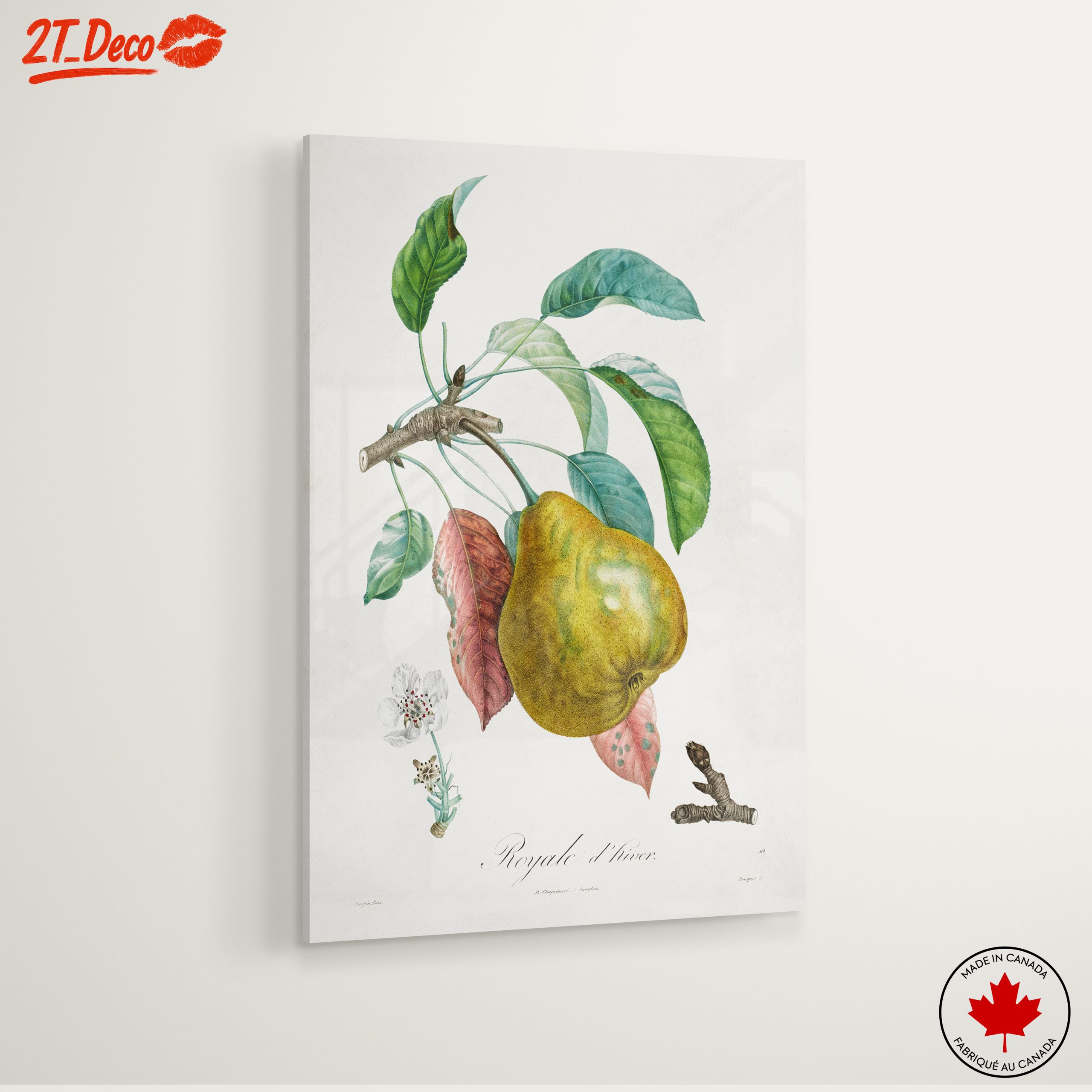 Detailed Botanical Artwork of a Pear - Image 6