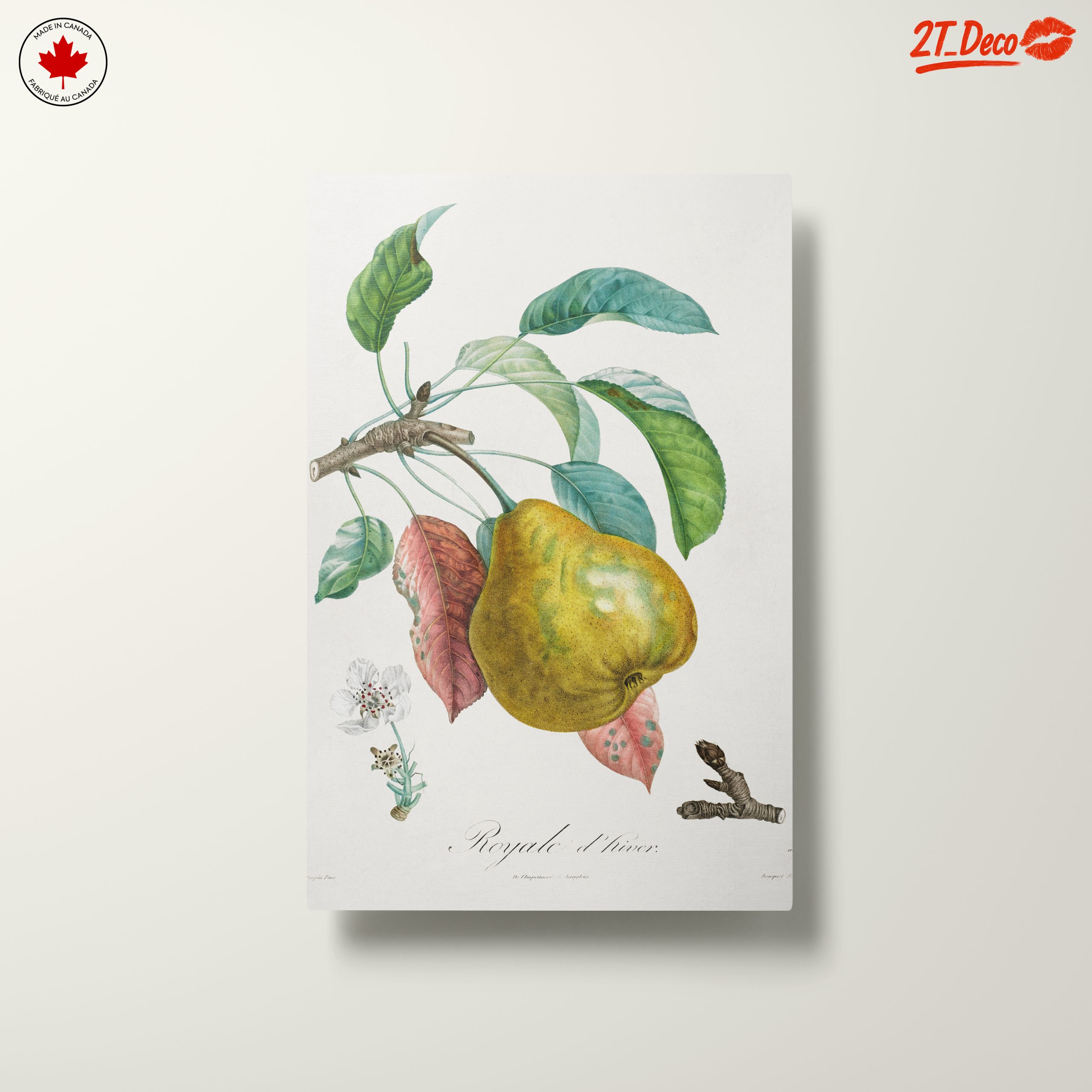 Detailed Botanical Artwork of a Pear - Image 10