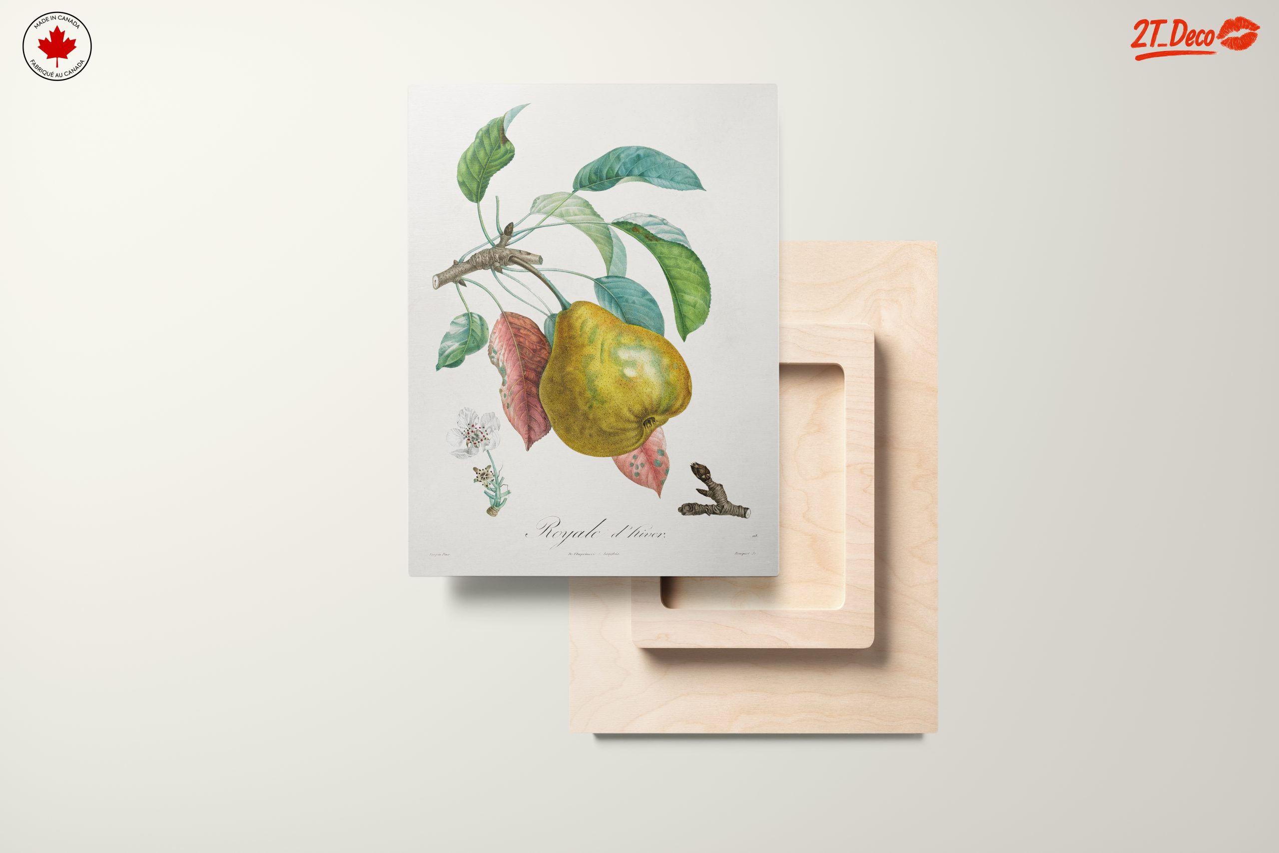 Detailed Botanical Artwork of a Pear - Image 11