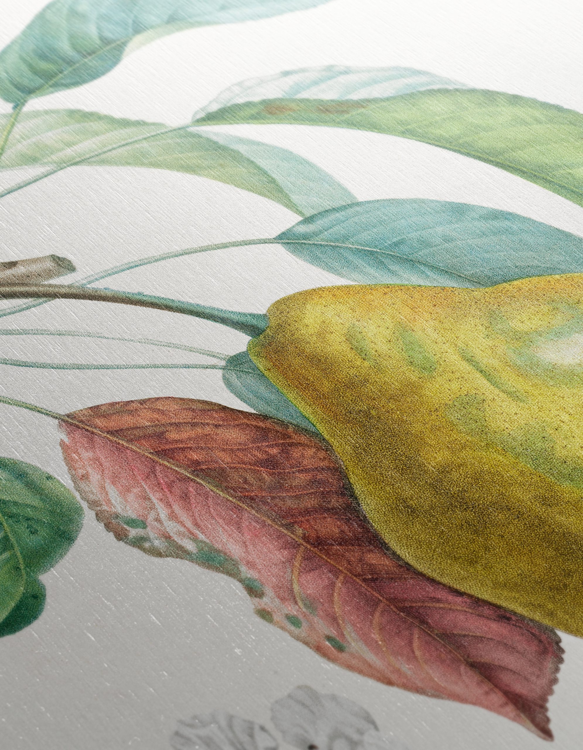 Detailed Botanical Artwork of a Pear - Image 12
