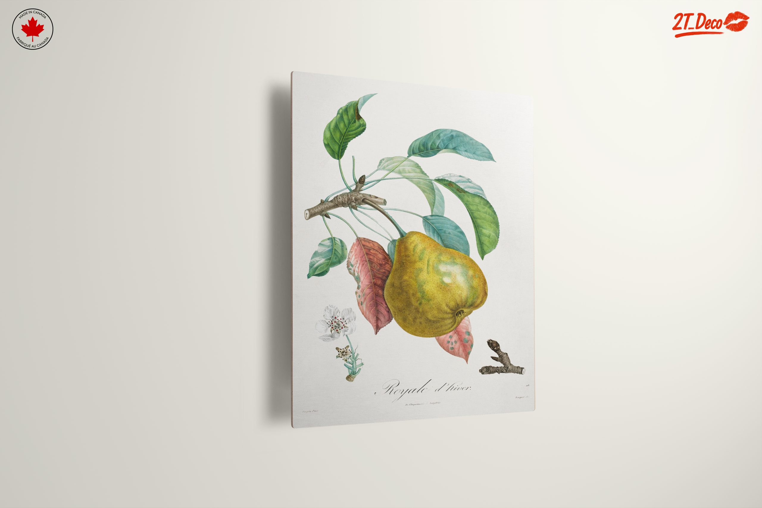 Detailed Botanical Artwork of a Pear - Image 13