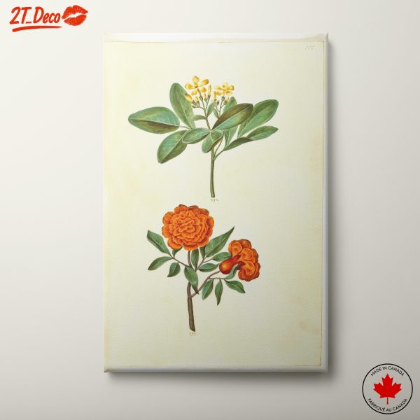 Elegant Botanical Flower Illustrations