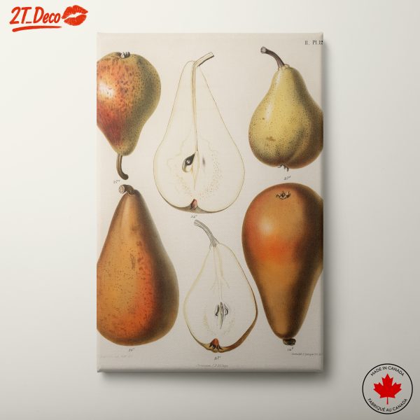 Detailed Botanical Illustration of Pears
