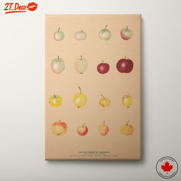 Wild Apples of Caucasus Botanical Art