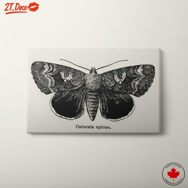 Detailed Moth Illustration in Ink
