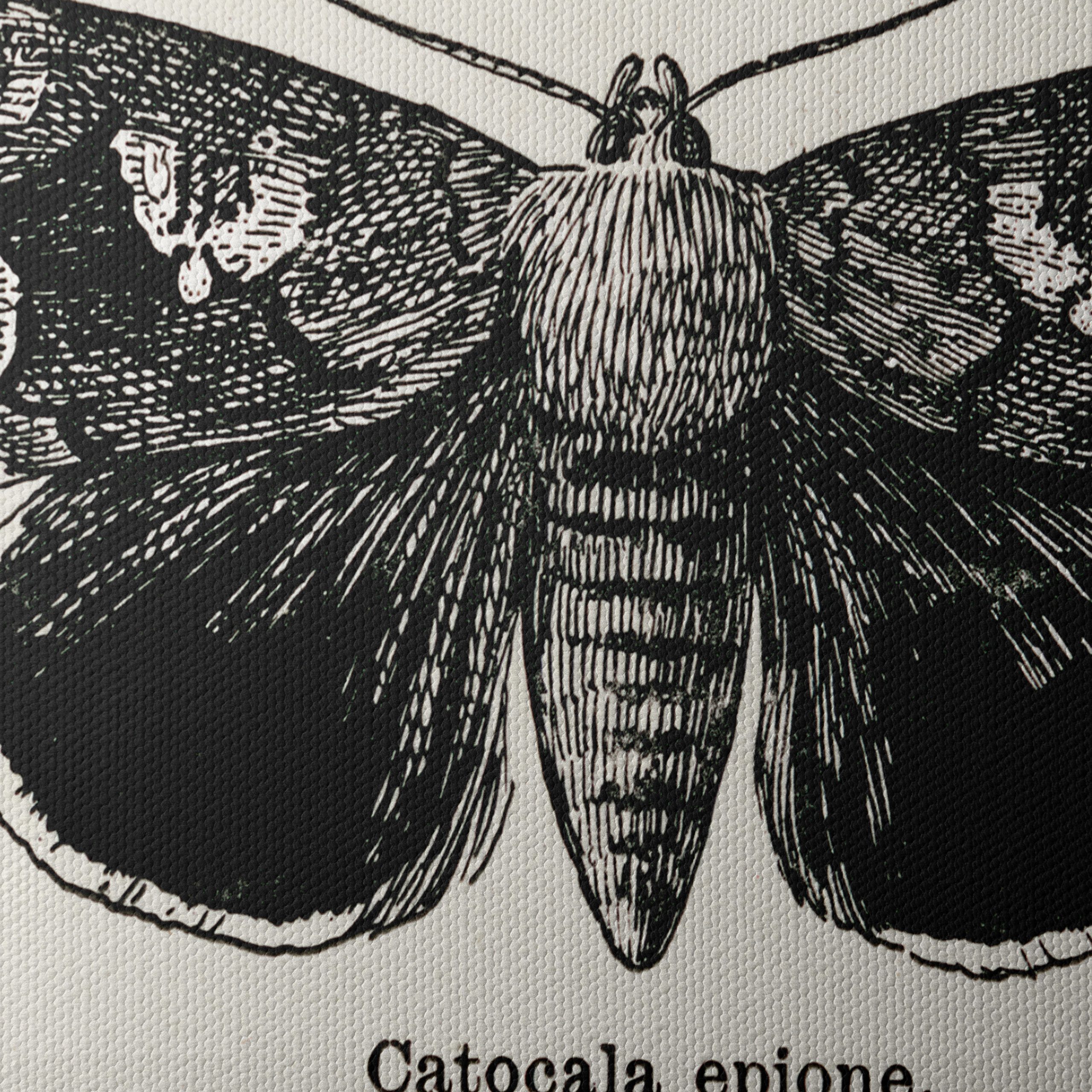 Detailed Moth Illustration in Ink - Image 4