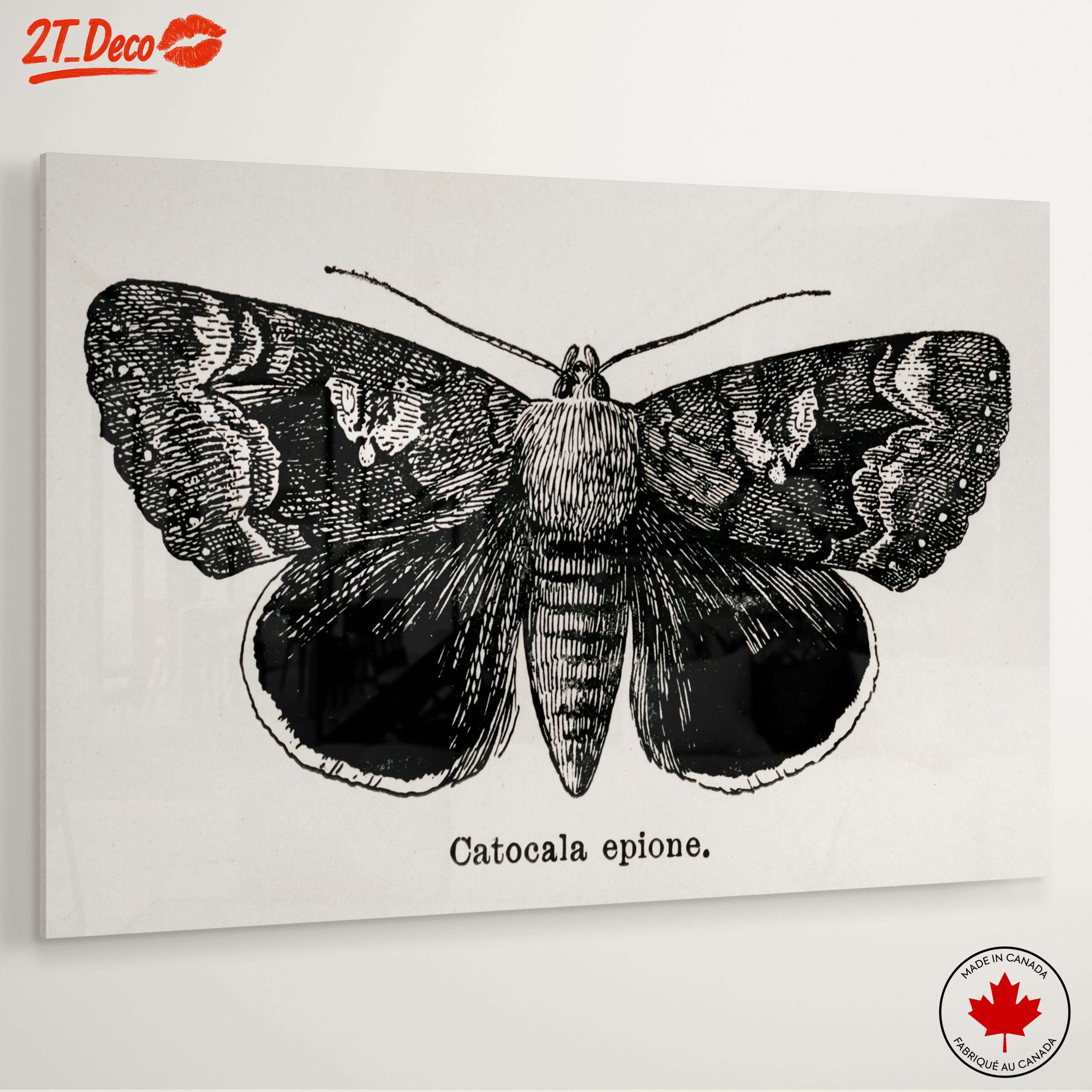 Detailed Moth Illustration in Ink - Image 6