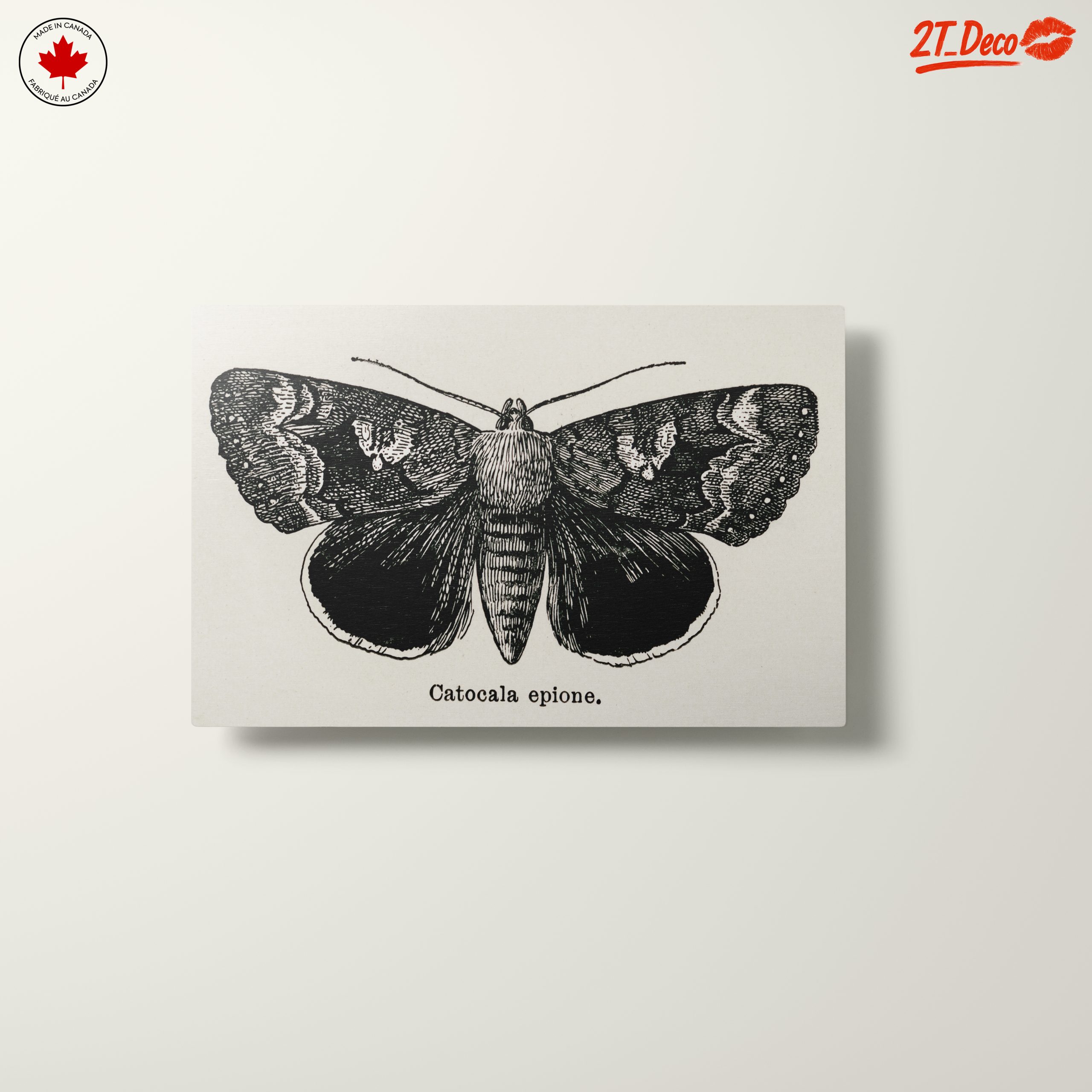 Detailed Moth Illustration in Ink - Image 10