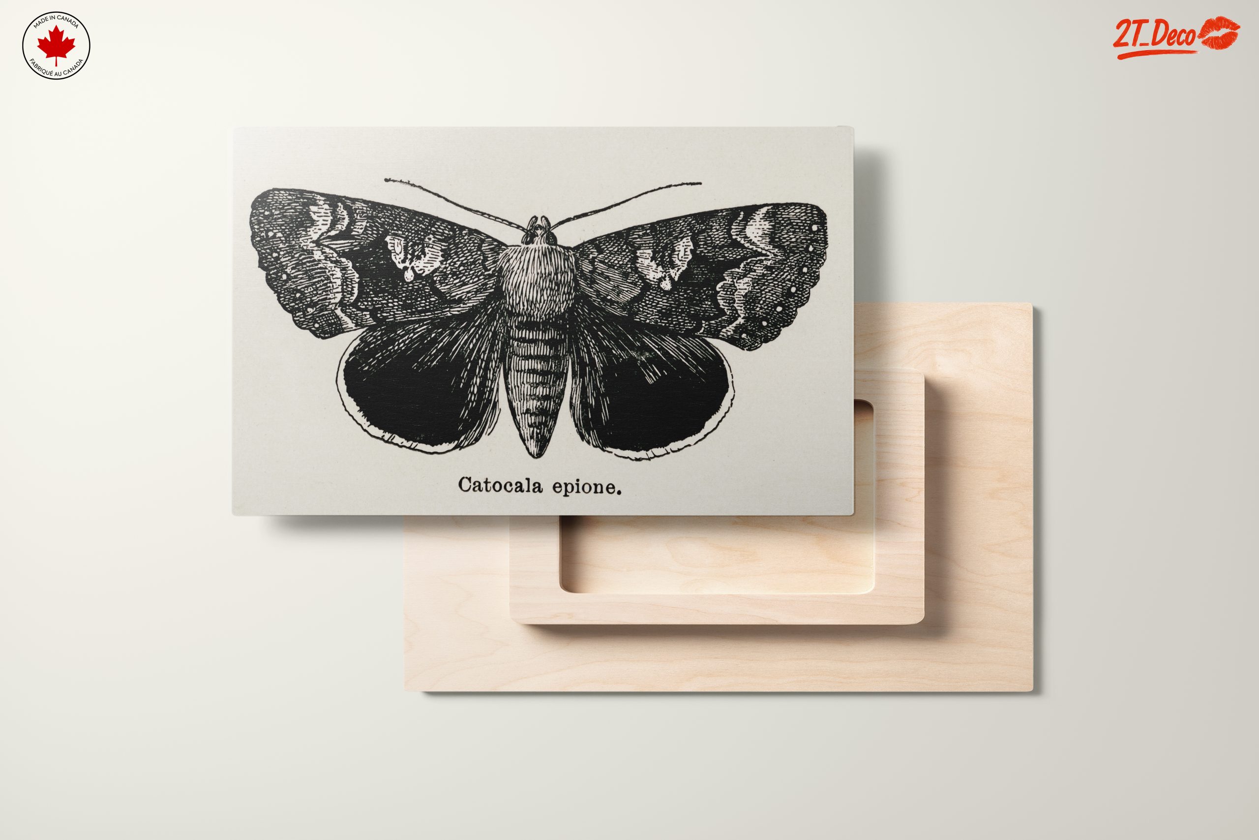 Detailed Moth Illustration in Ink - Image 11
