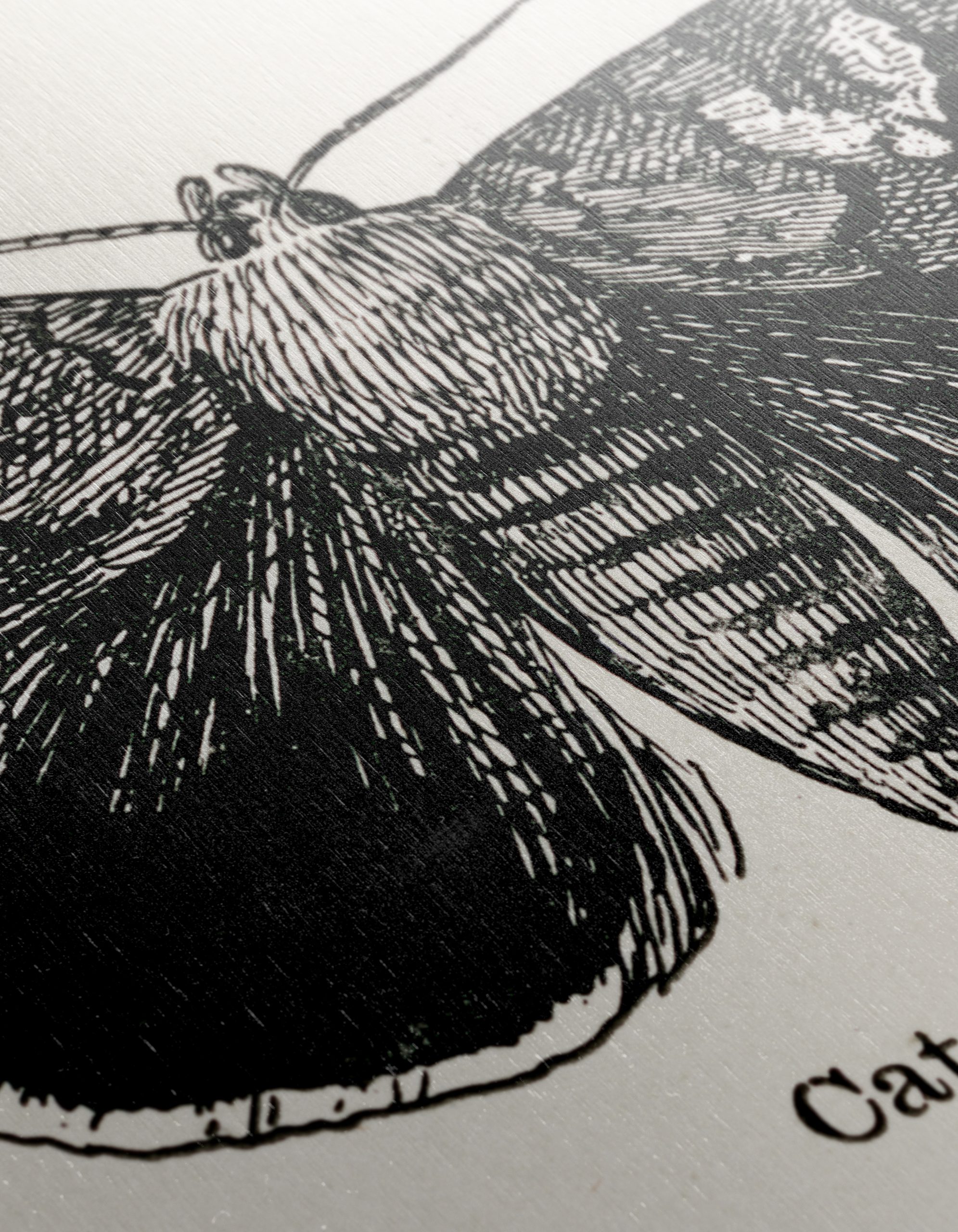 Detailed Moth Illustration in Ink - Image 12