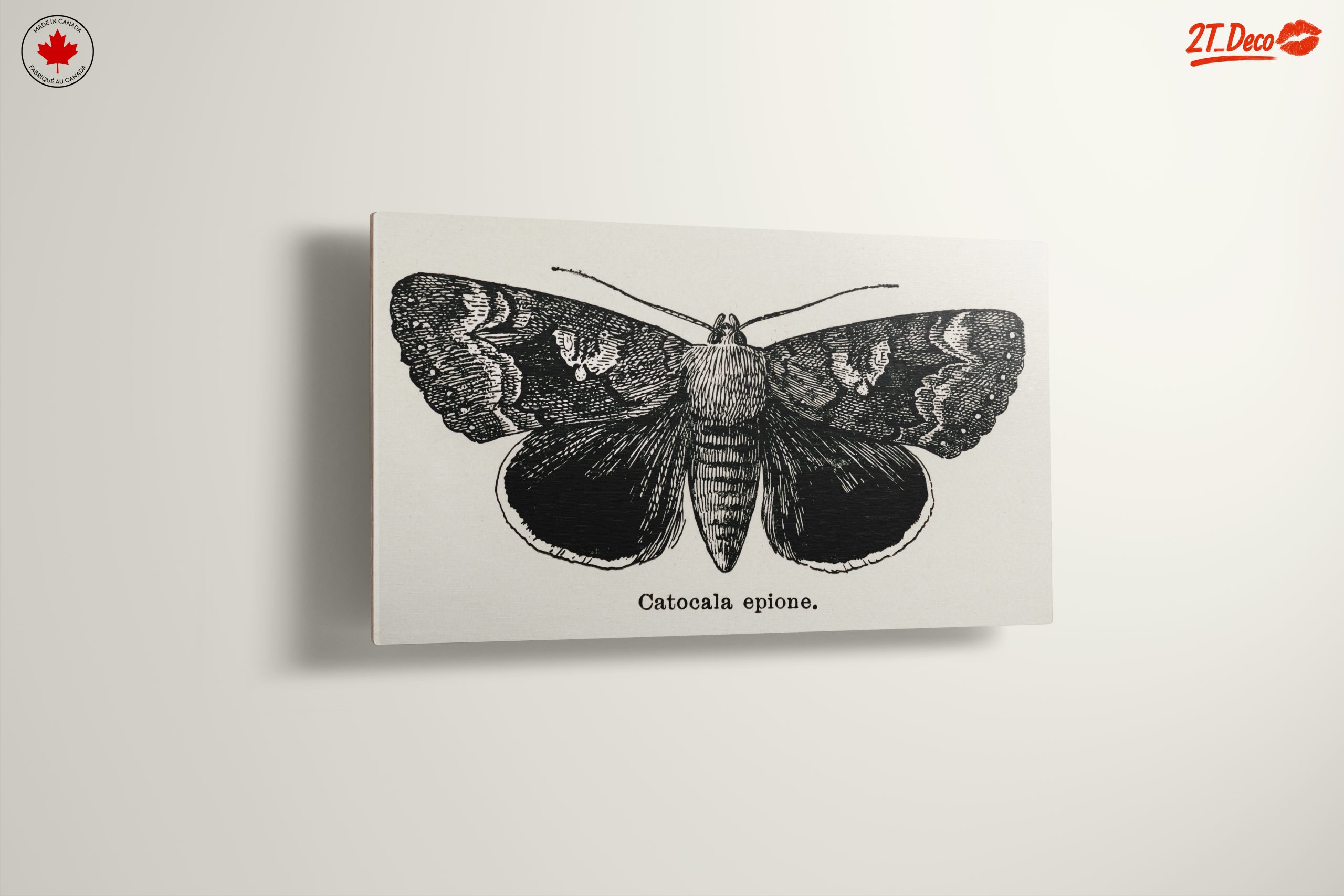 Detailed Moth Illustration in Ink - Image 13