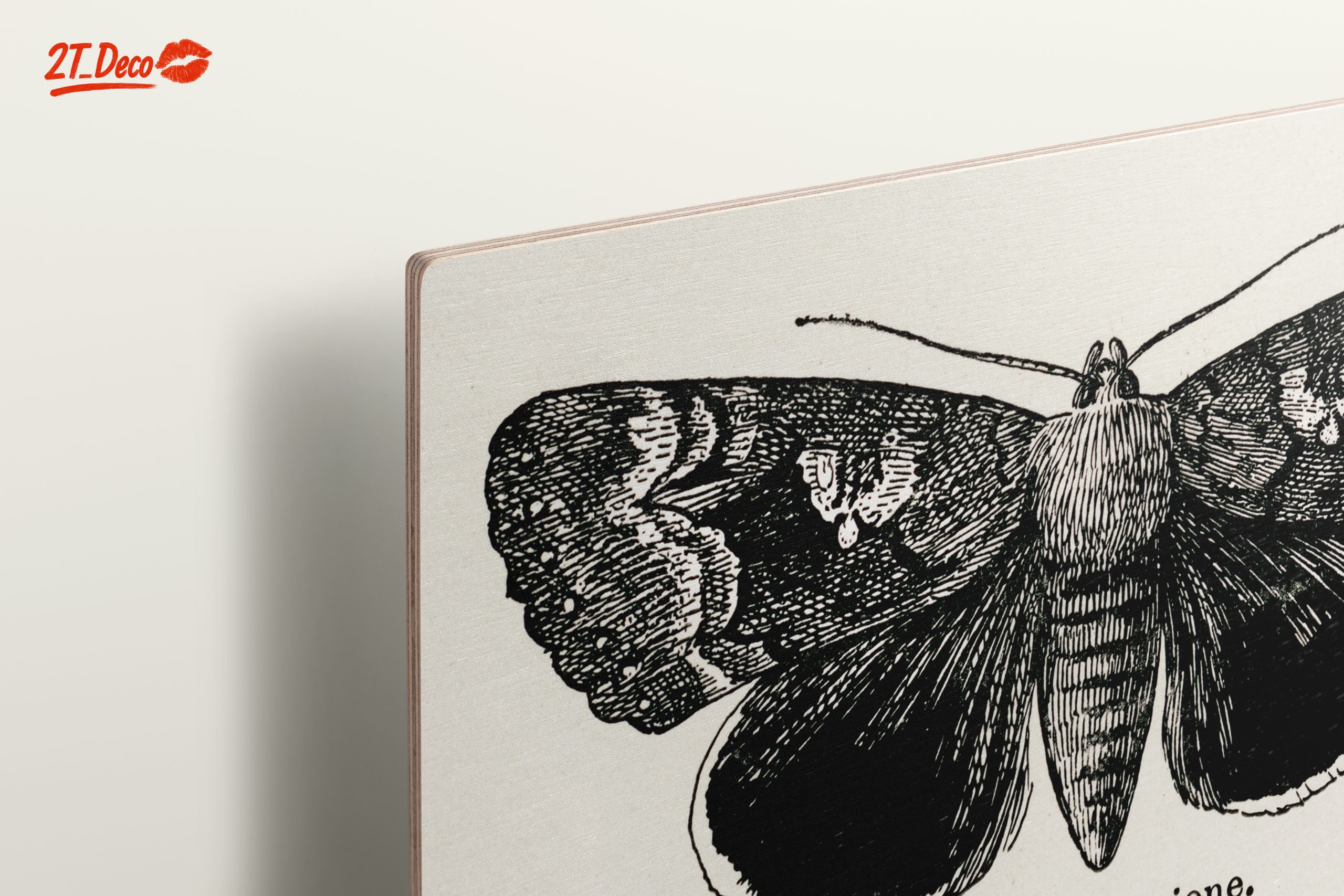 Detailed Moth Illustration in Ink - Image 15