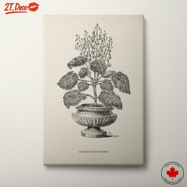 Stunning Botanical Illustration of Gesnera Exoniensis