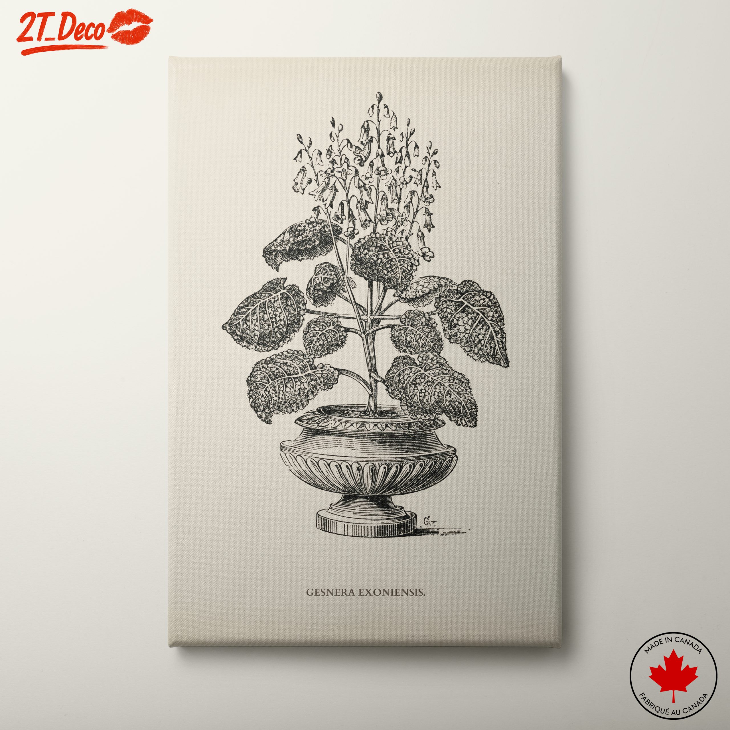 Stunning Botanical Illustration of Gesnera Exoniensis