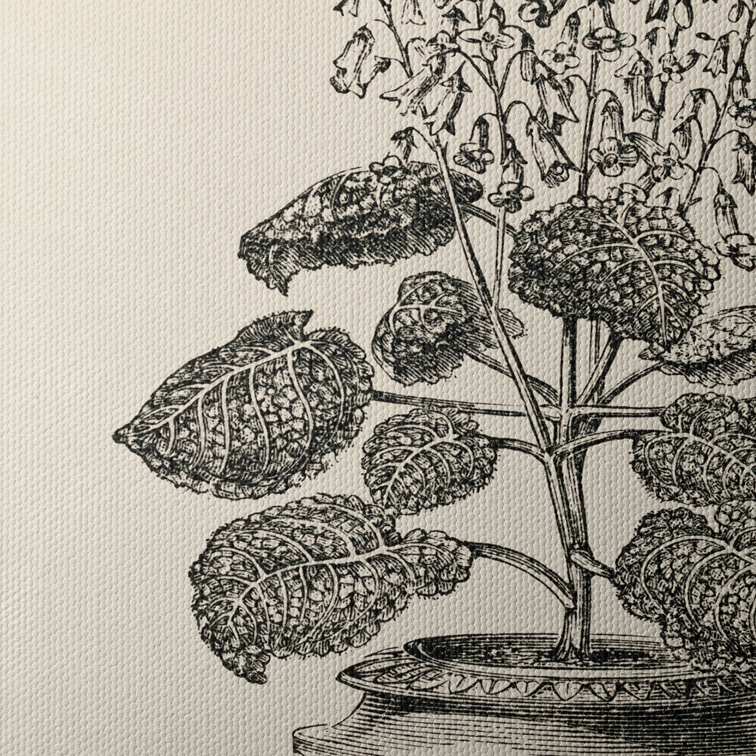 Stunning Botanical Illustration of Gesnera Exoniensis - Image 4