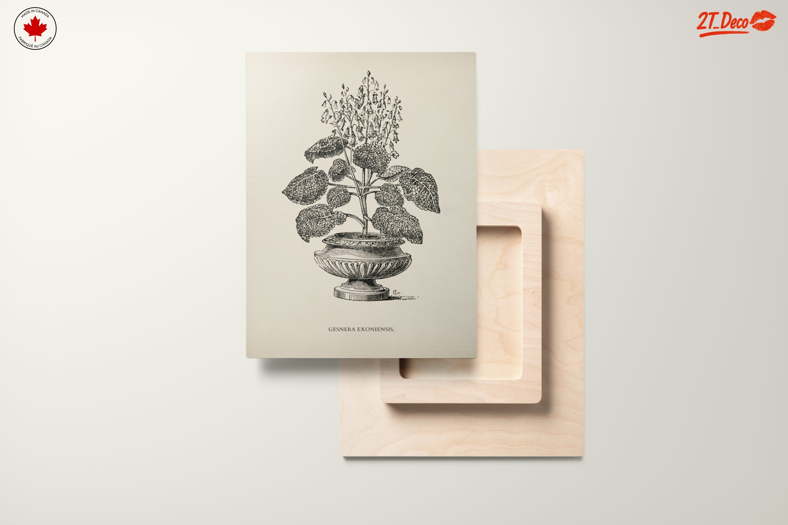 Stunning Botanical Illustration of Gesnera Exoniensis - Image 11