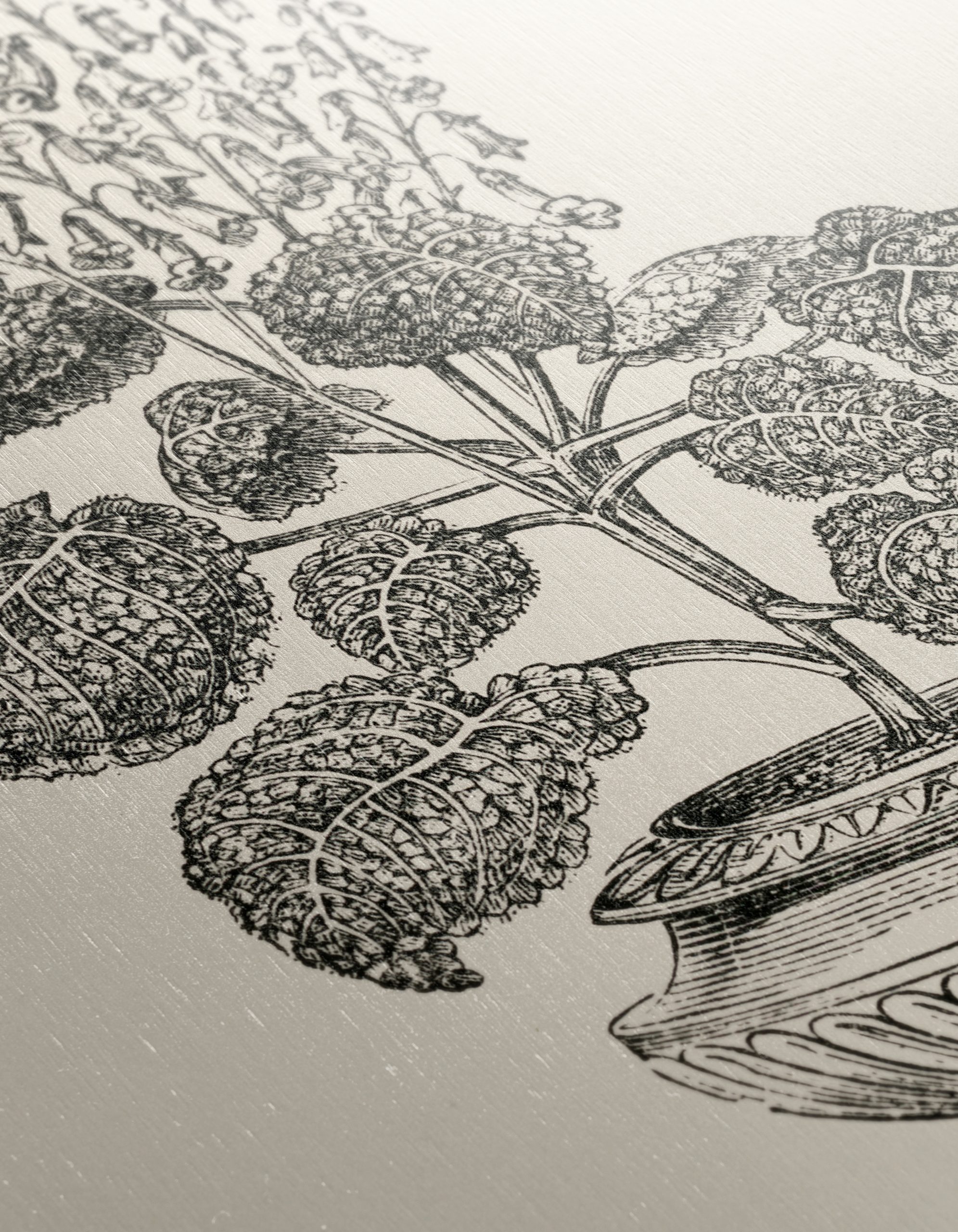 Stunning Botanical Illustration of Gesnera Exoniensis - Image 12