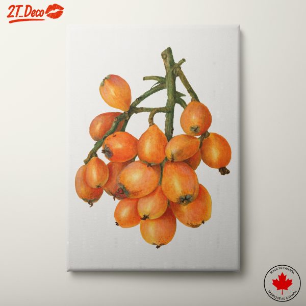 Detailed Botanical Illustration of Loquats