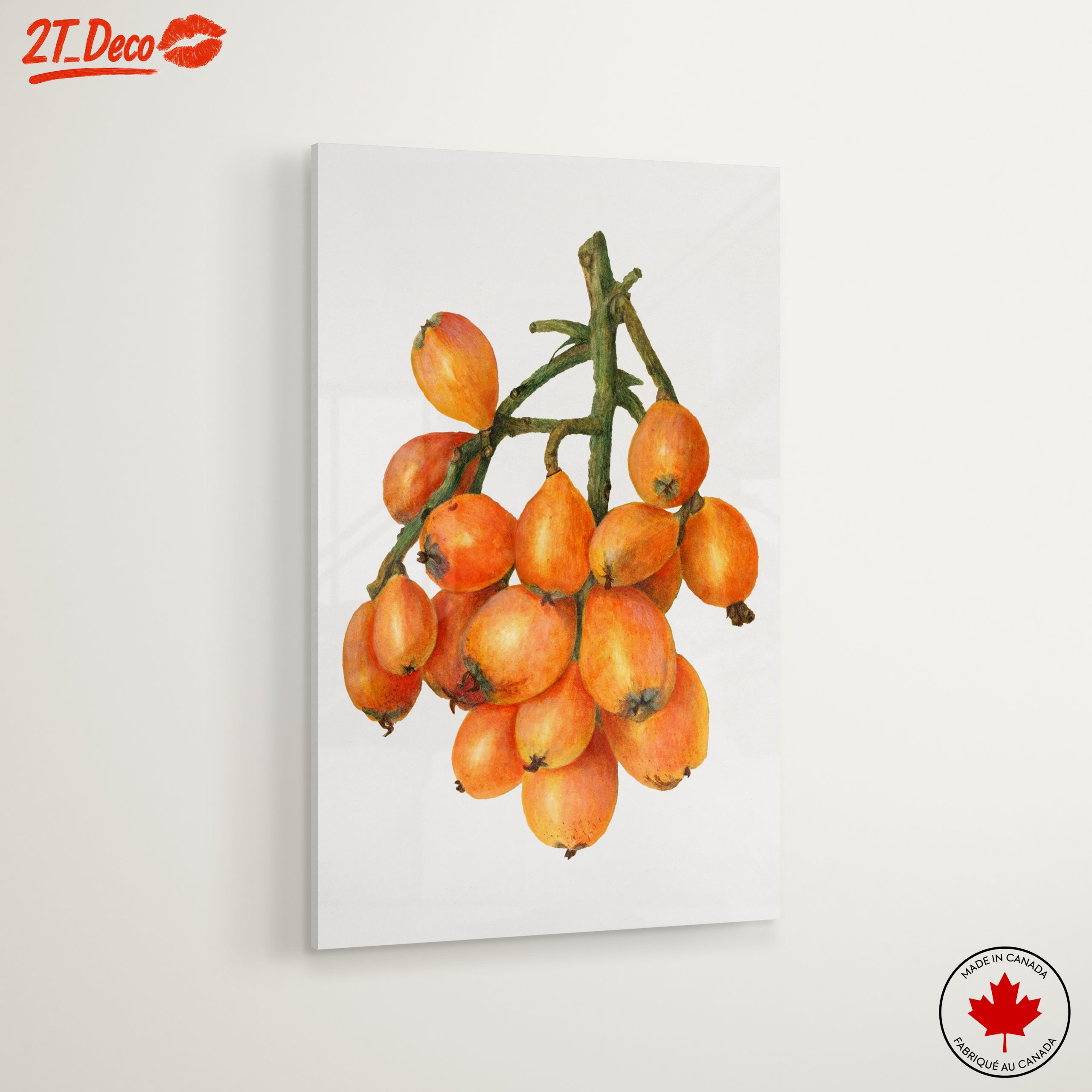 Detailed Botanical Illustration of Loquats - Image 6