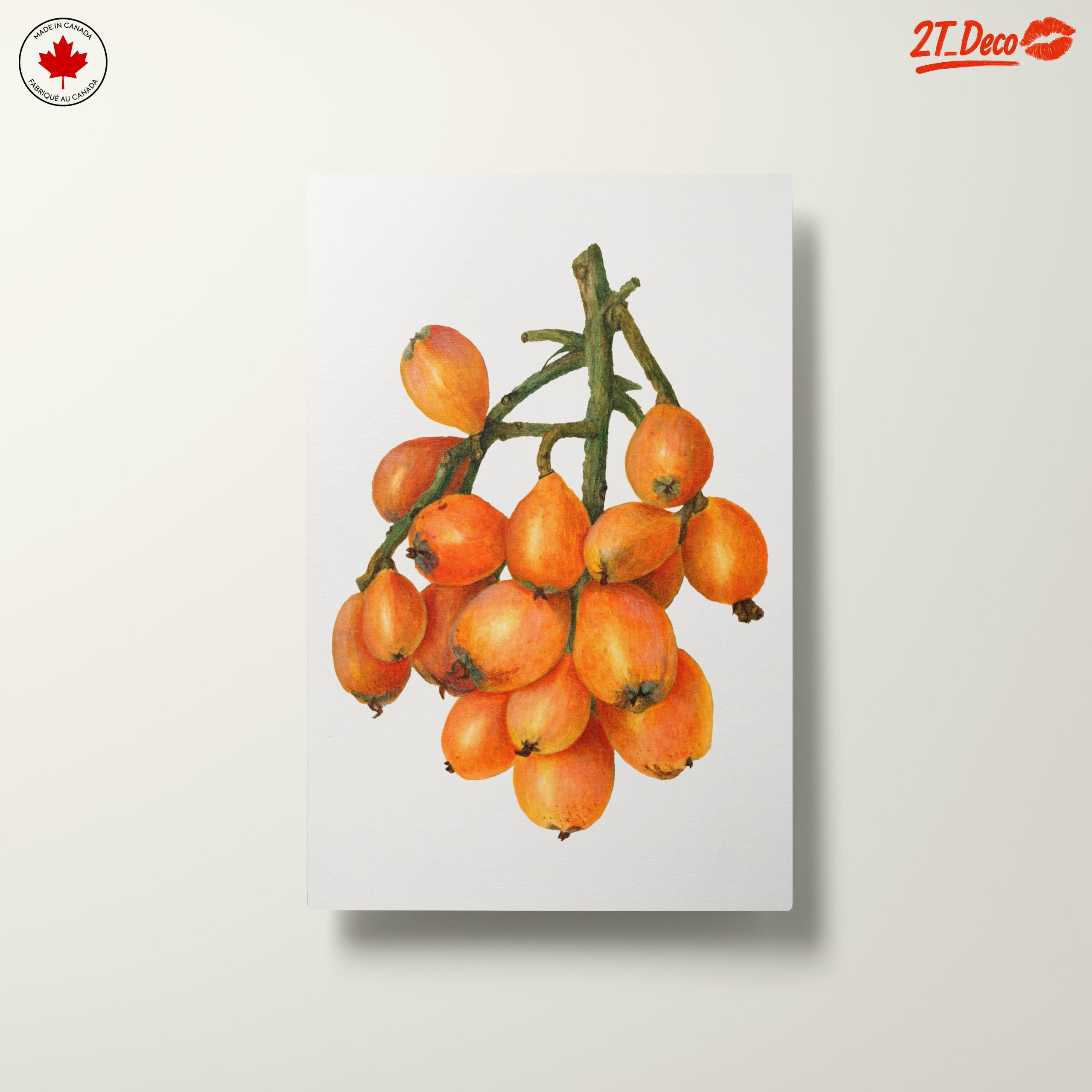 Detailed Botanical Illustration of Loquats - Image 10